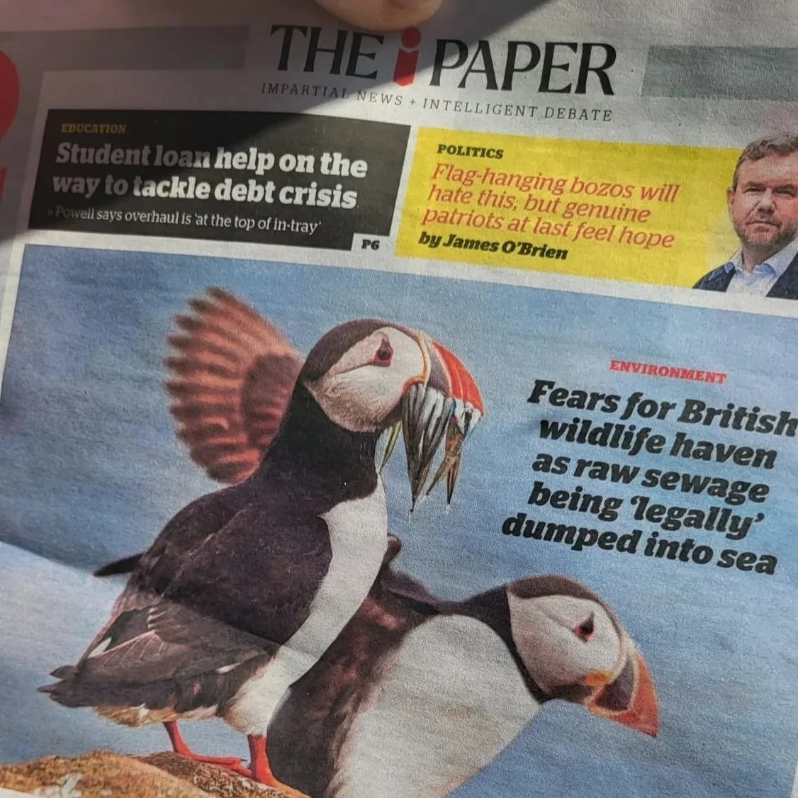 Front cover of the i Paper Two puffins are pictured and link to a story about sewage pollution in the Isles of scilly