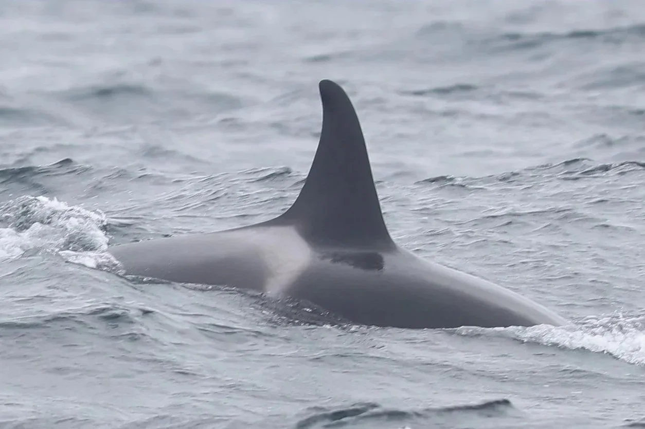 An orca fin rises above the surface of the ocean.
