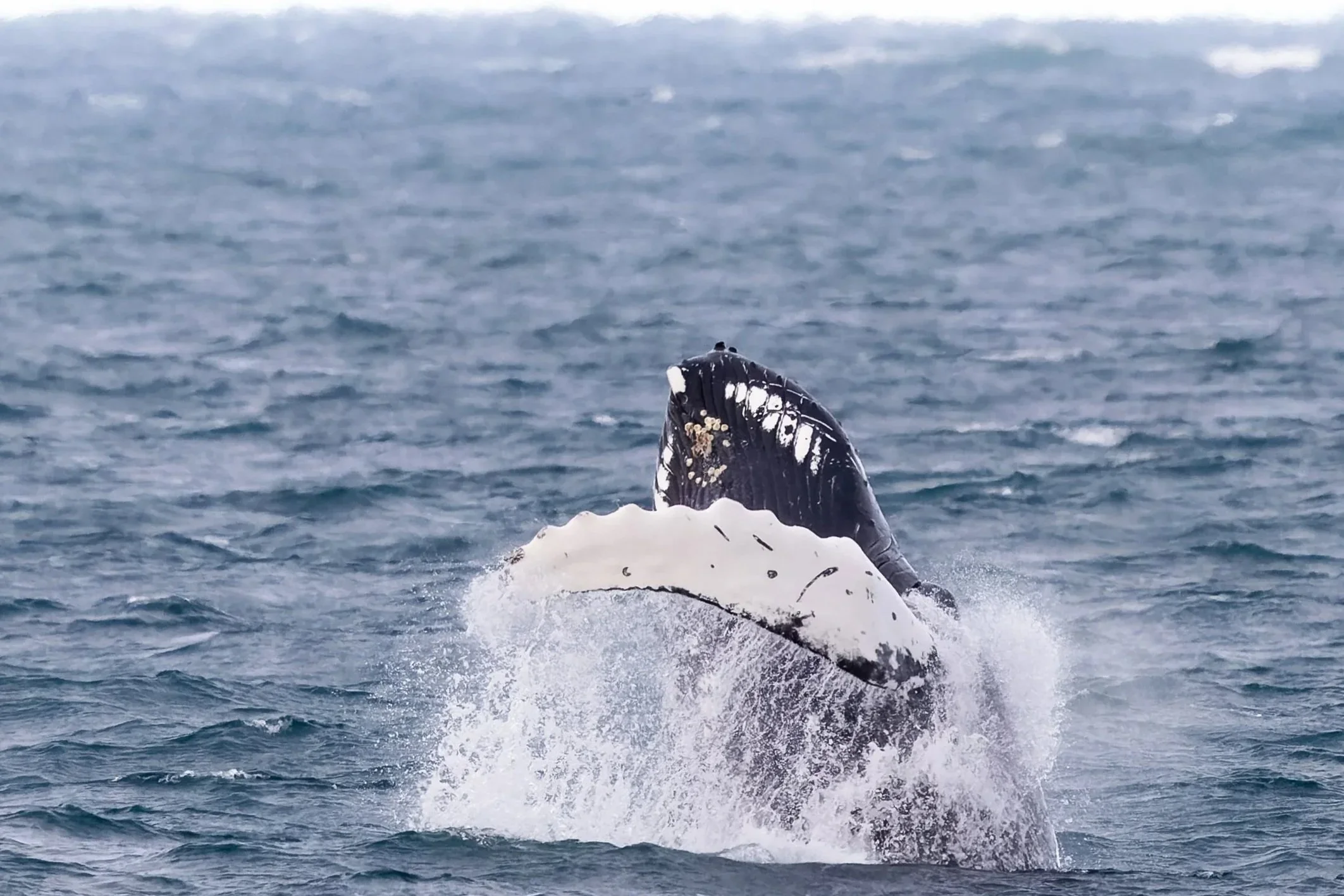 A humpback whale whale surfaces in the ocean, showing the top part of its head above water with distinctive black and white markings.
