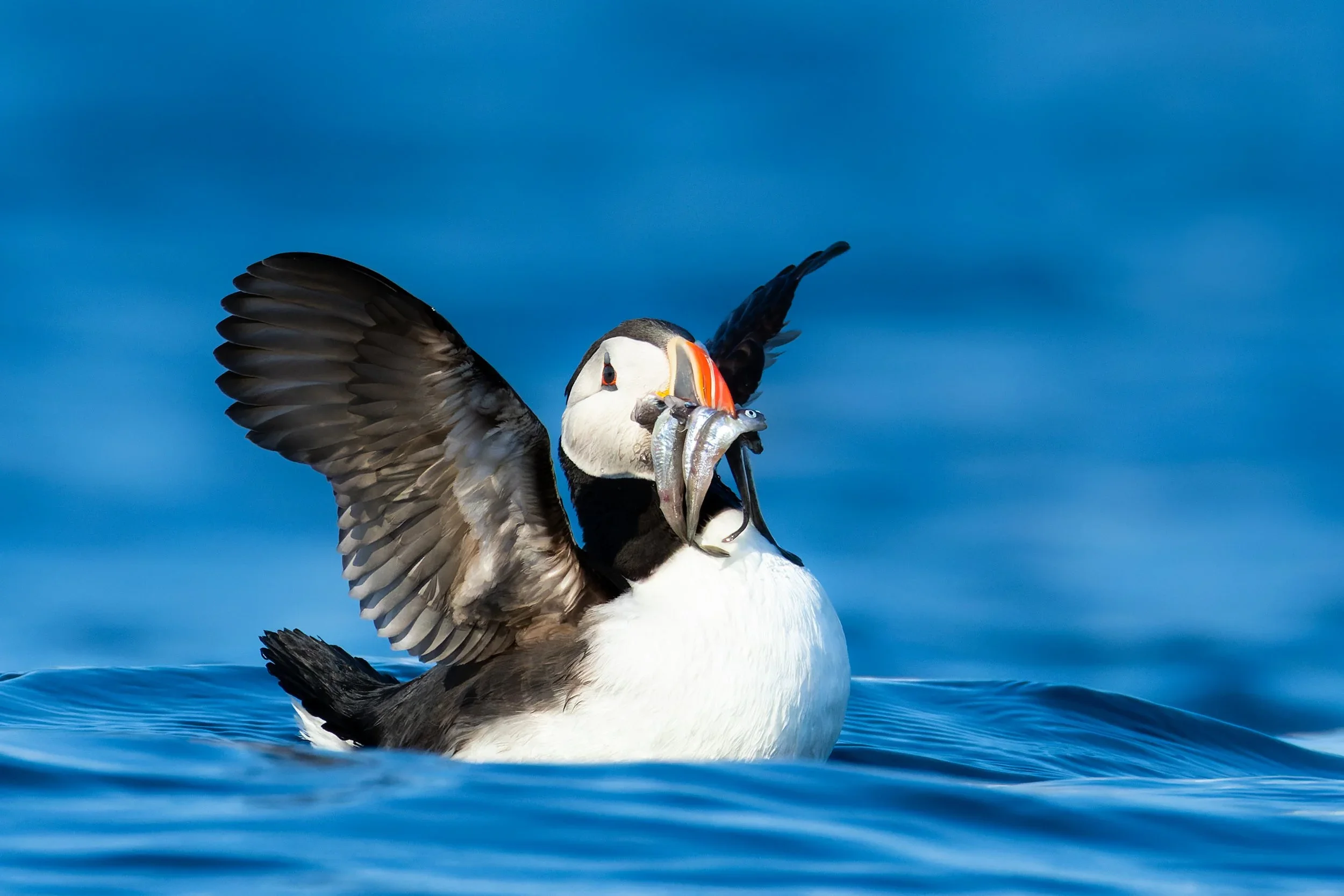 A puffin bird on water, holding multiple small fish in its beak with wings partially spread, against a blue sky background.