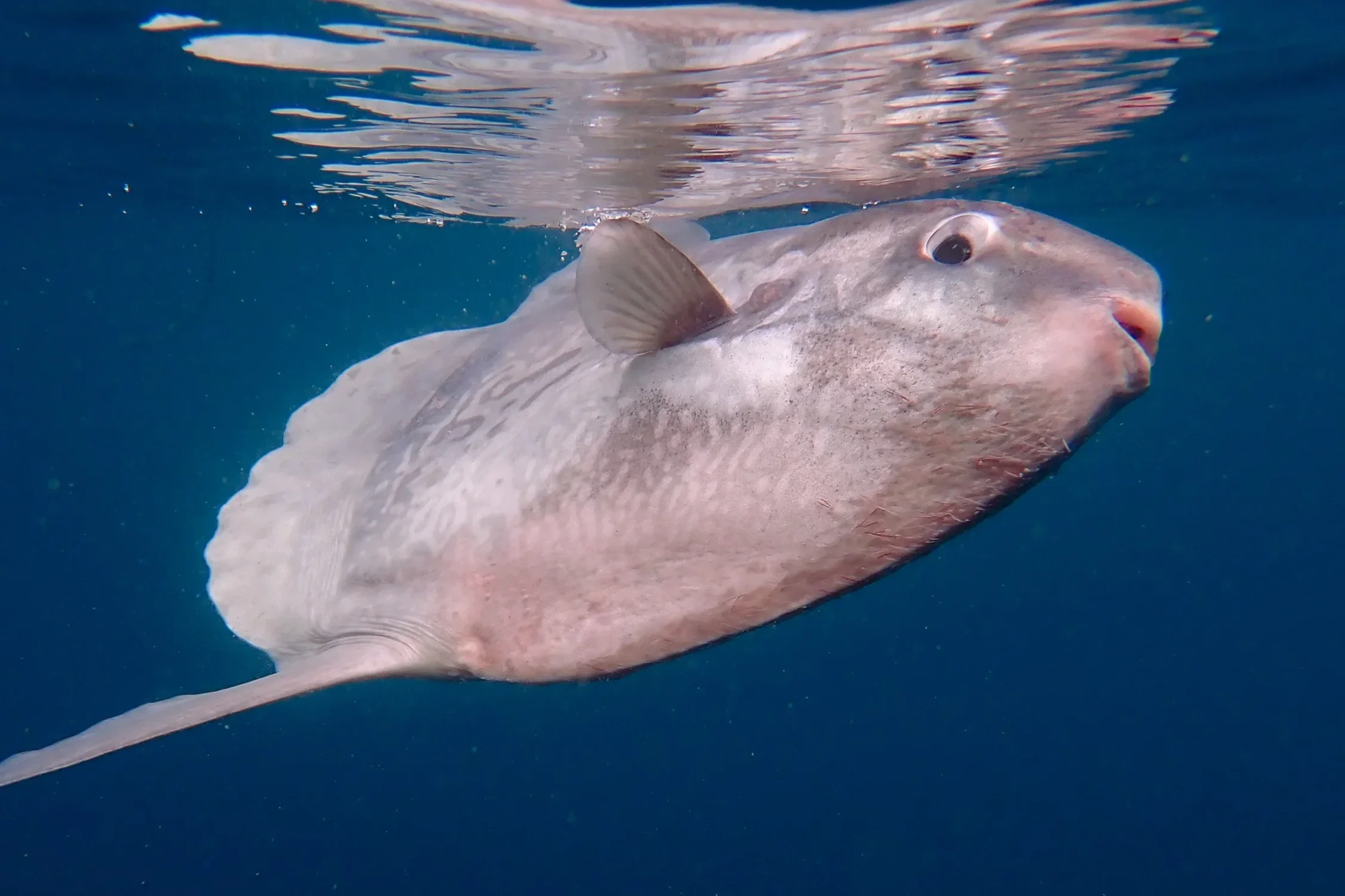 An ocean sunfish swimming underwater with its mouth open and eye visible, near the surface of the water.