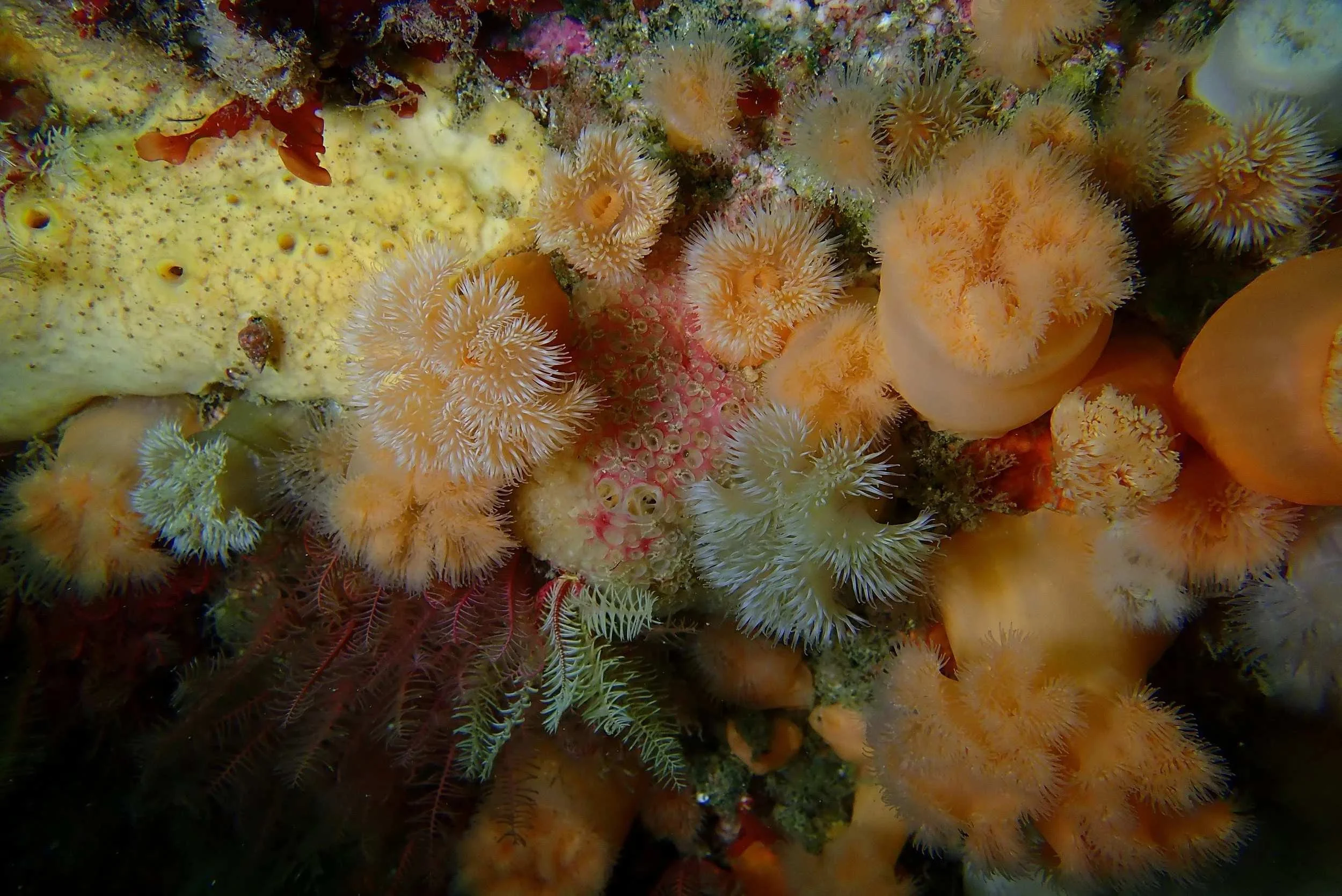 Colourful underwater reef with soft corals and sponges in shades of yellow, orange, pink, and white.