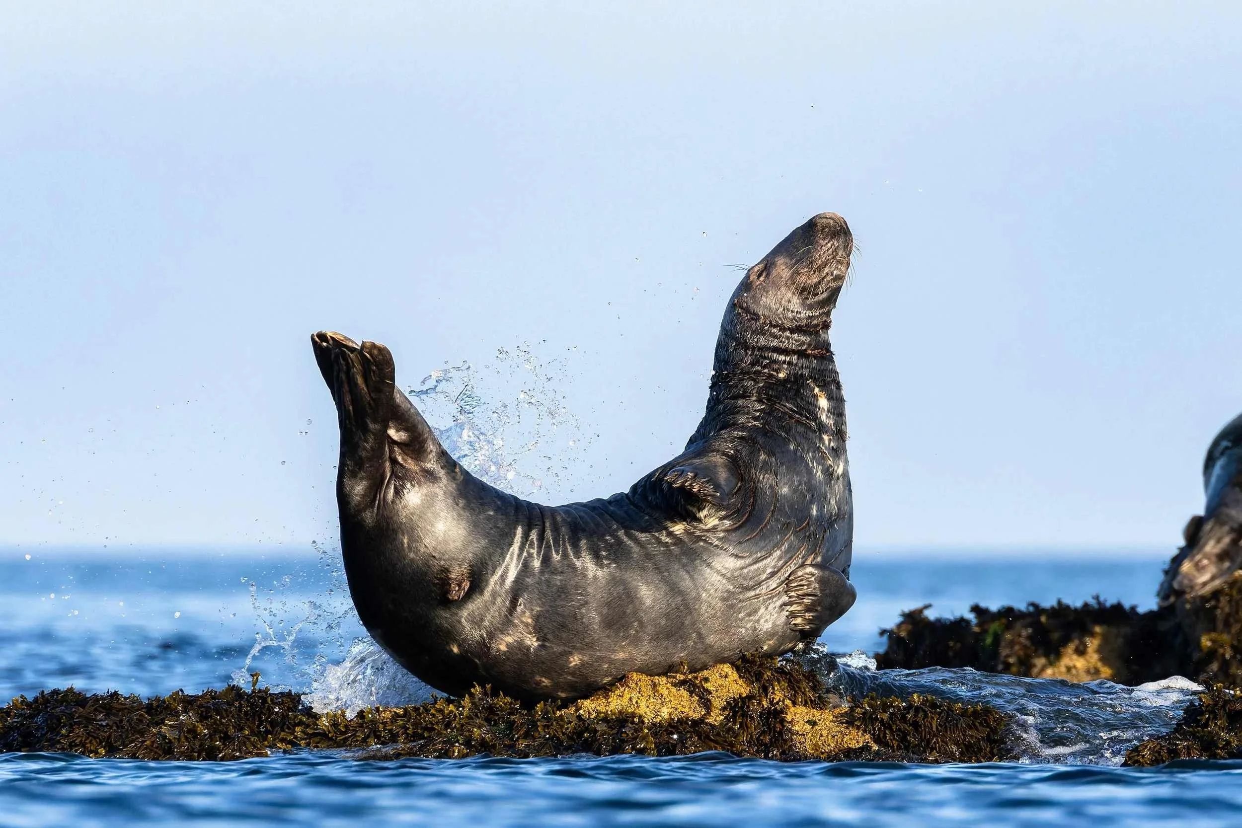 An grey seal in a banana pose on a rocky shoreline, with a clear blue sky in the background.
