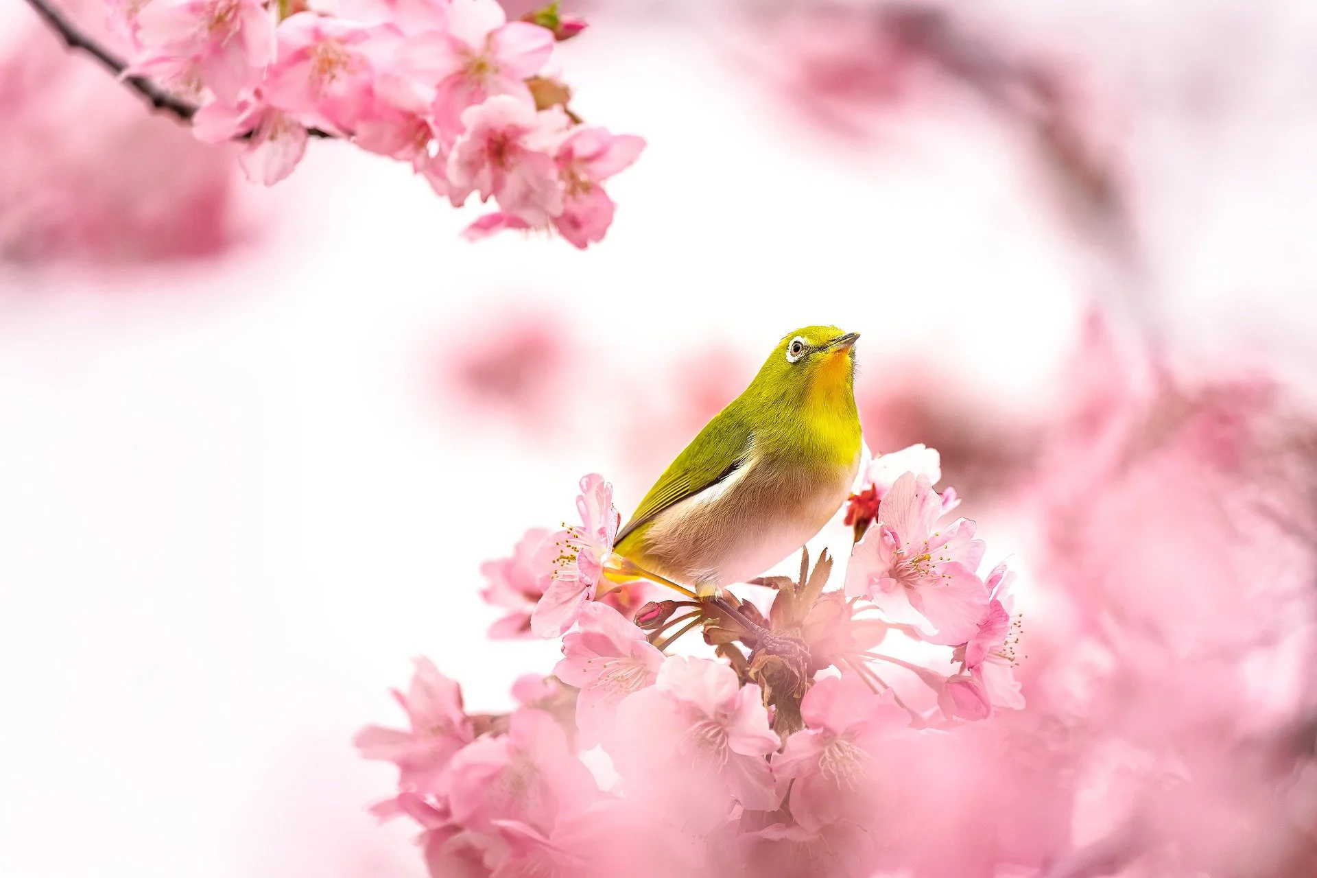 A small green bird with yellow accents perched on a branch amid pink cherry blossoms.