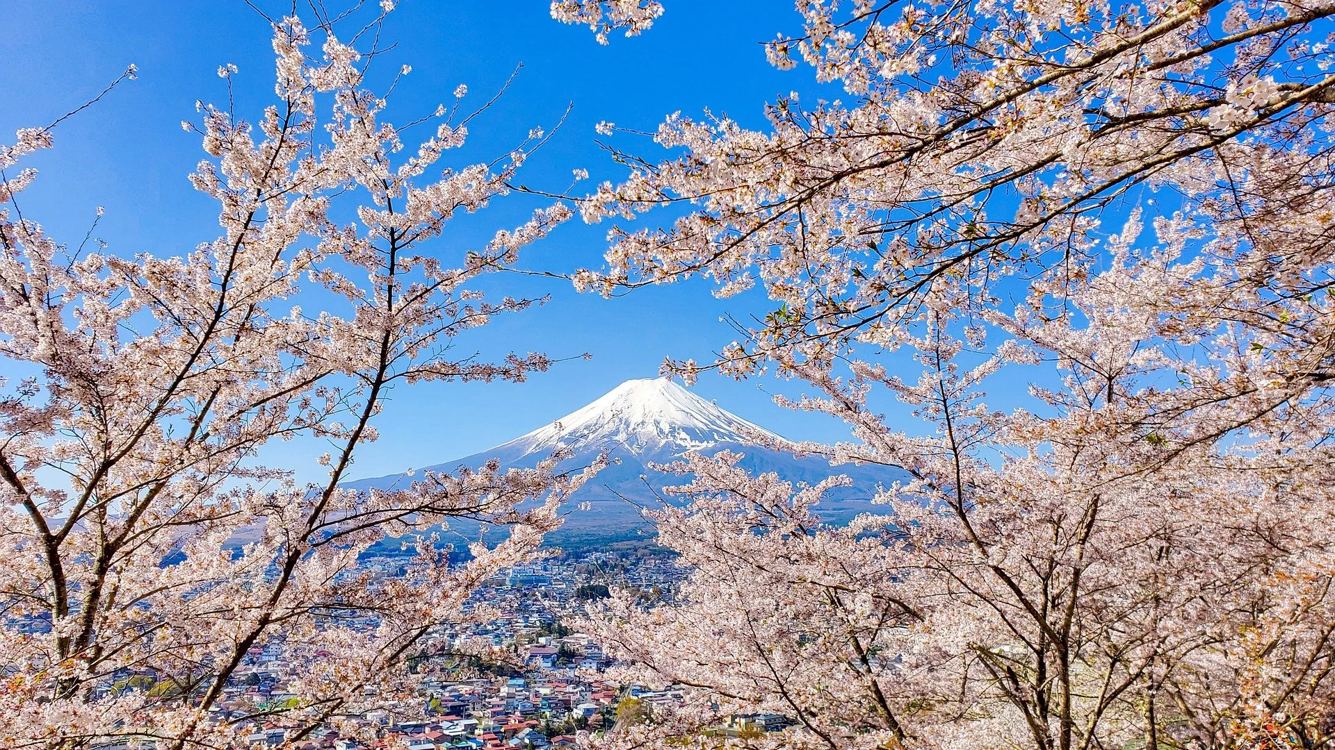 Cherry blossom trees with pink flowers in full bloom surround Mount Fuji, which has a snow-capped peak, under a clear blue sky. A cityscape with buildings is visible in the foreground.