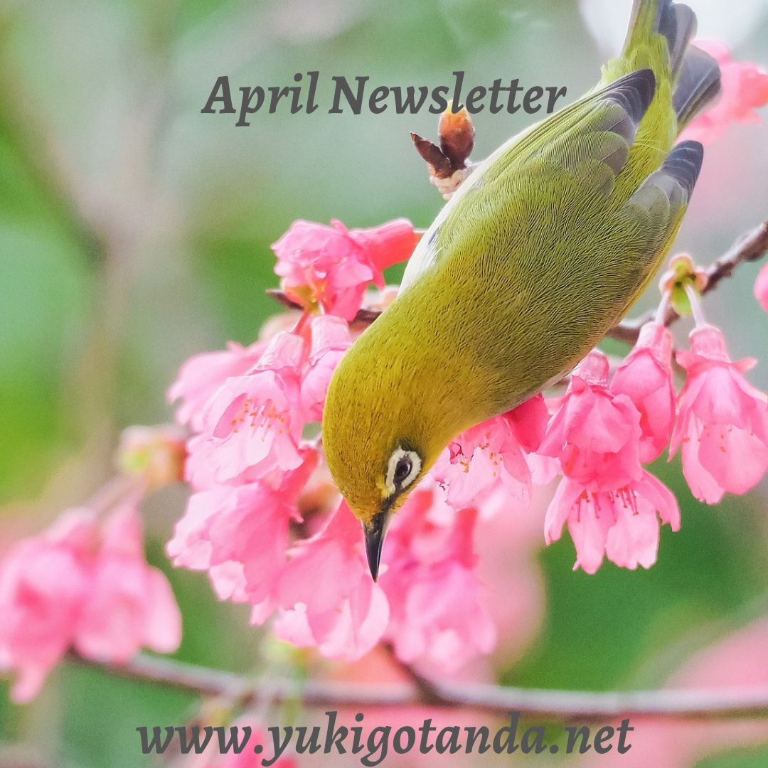 A yellow bird with black and white markings on its head, perched upside down on pink cherry blossoms.