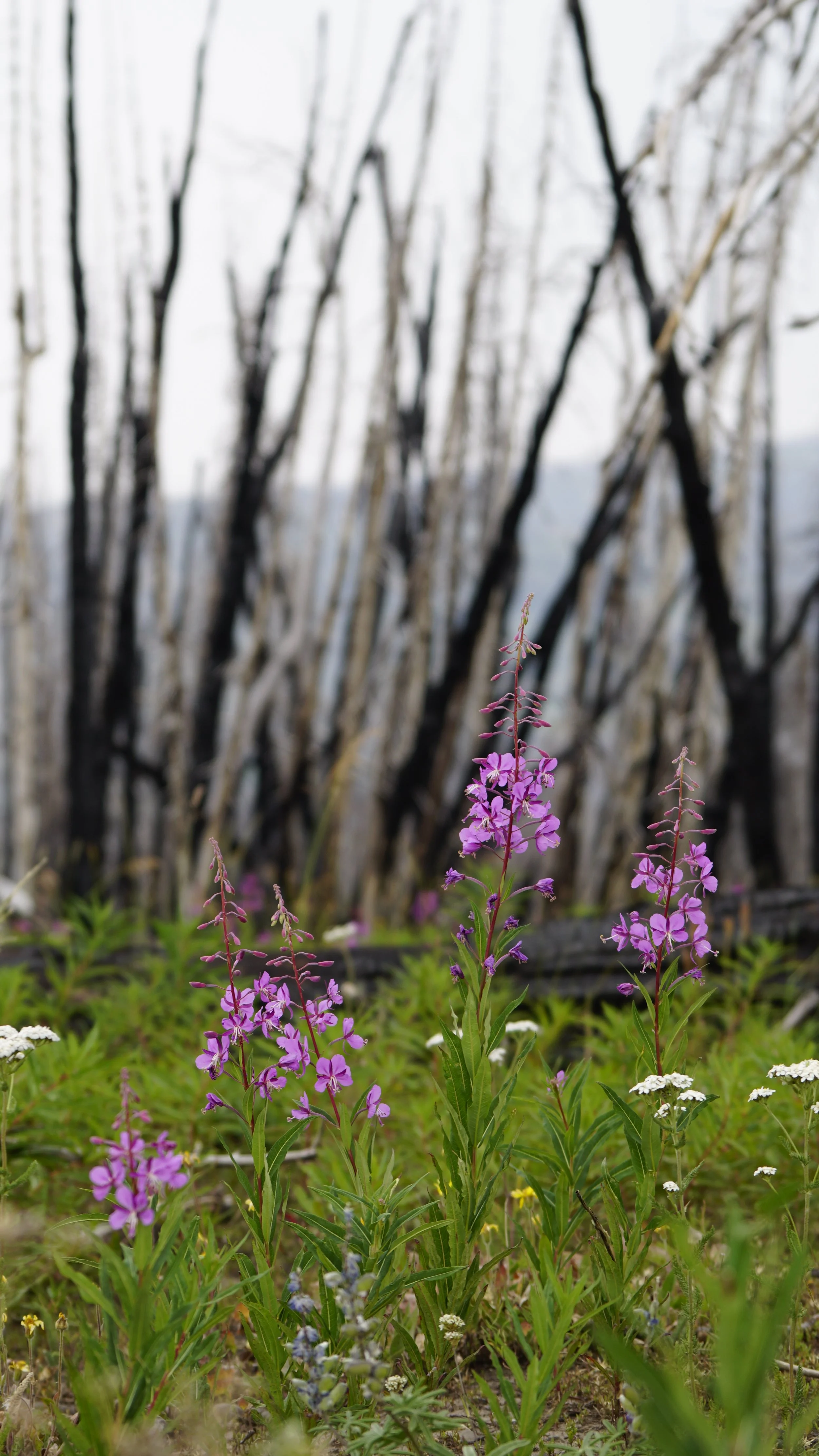 wildflowers in burnt woods