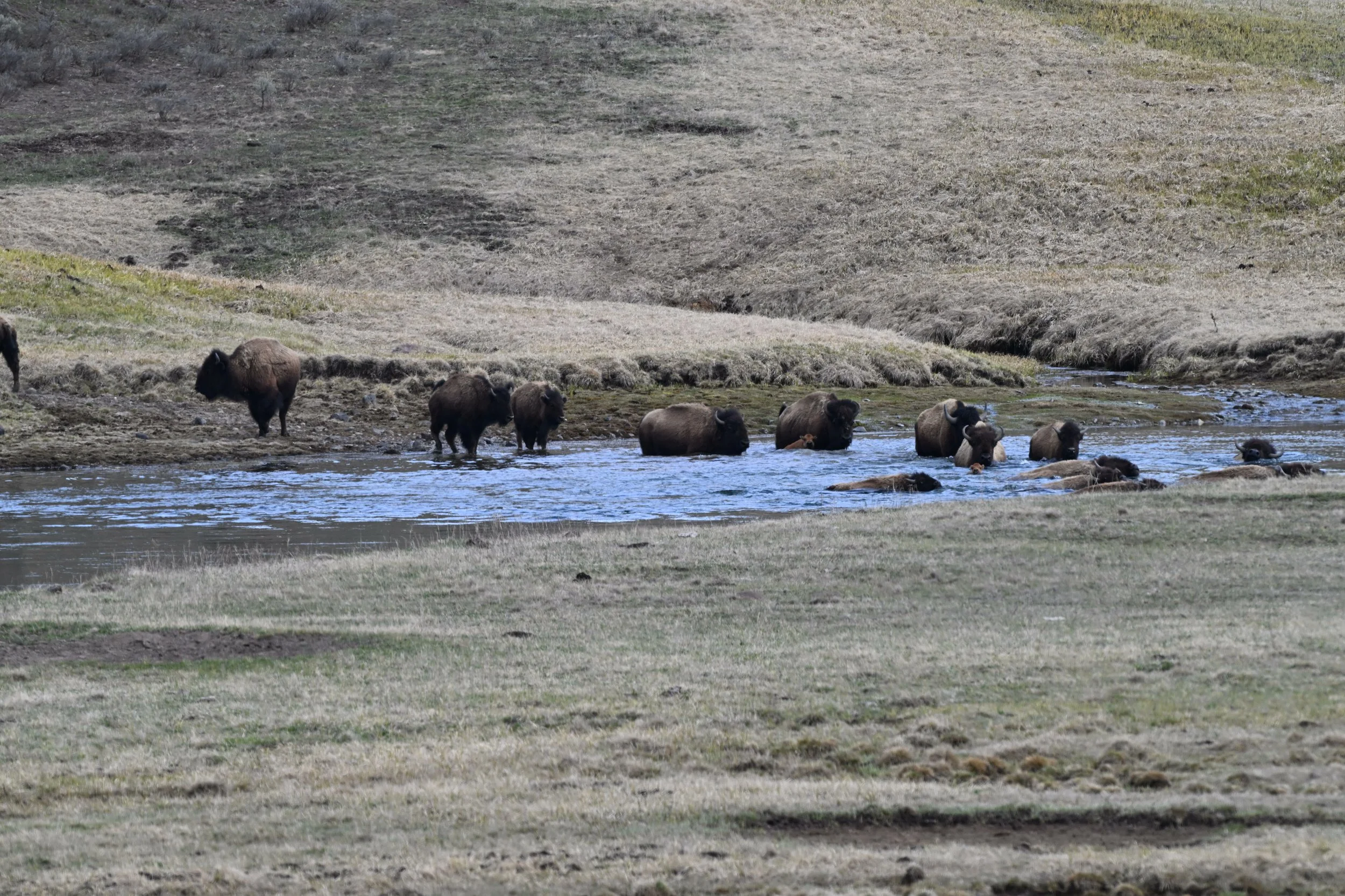 A group of bison are near and in a stream in a grassy, hilly landscape.