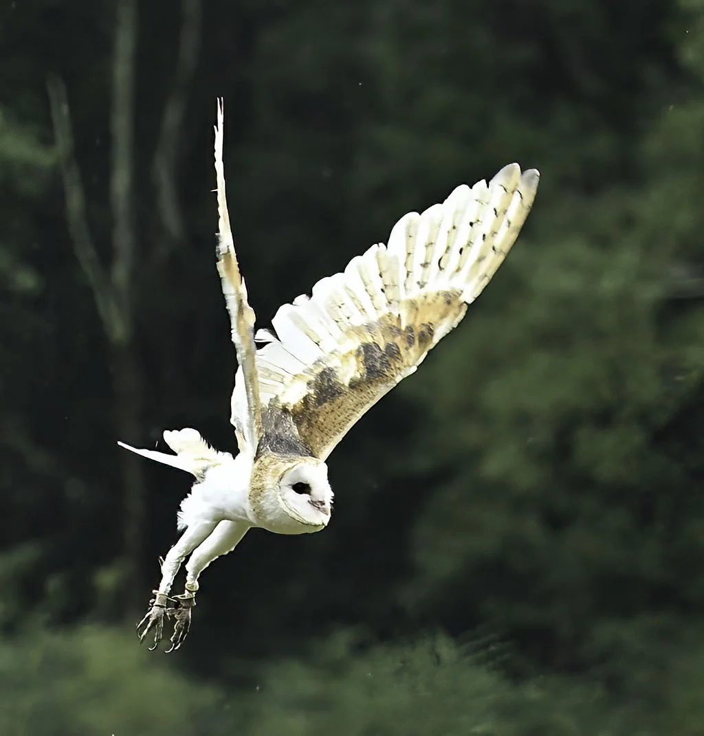 An owl with the body of a bird and the face of a human flying through a forest.