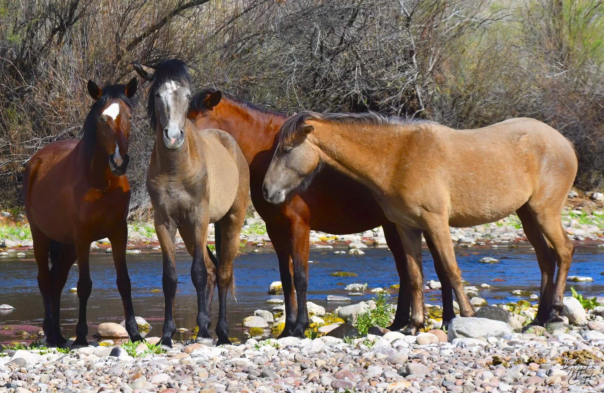 Four horses standing in a shallow river, with a wooded background consisting of leafless and green trees.