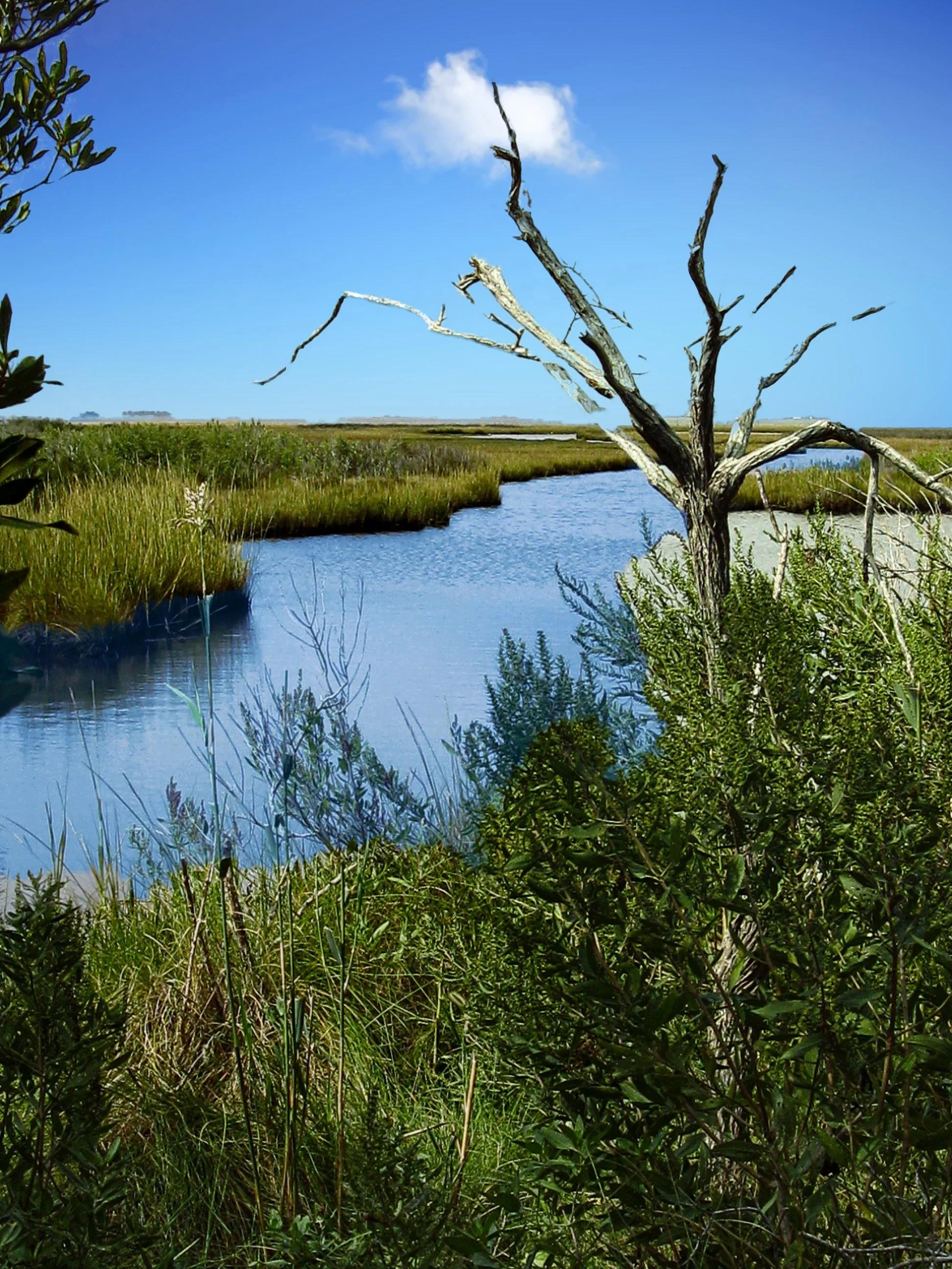 A dead, leafless tree with twisted branches standing near a waterway in a marshland, under a blue sky with a single small cloud.