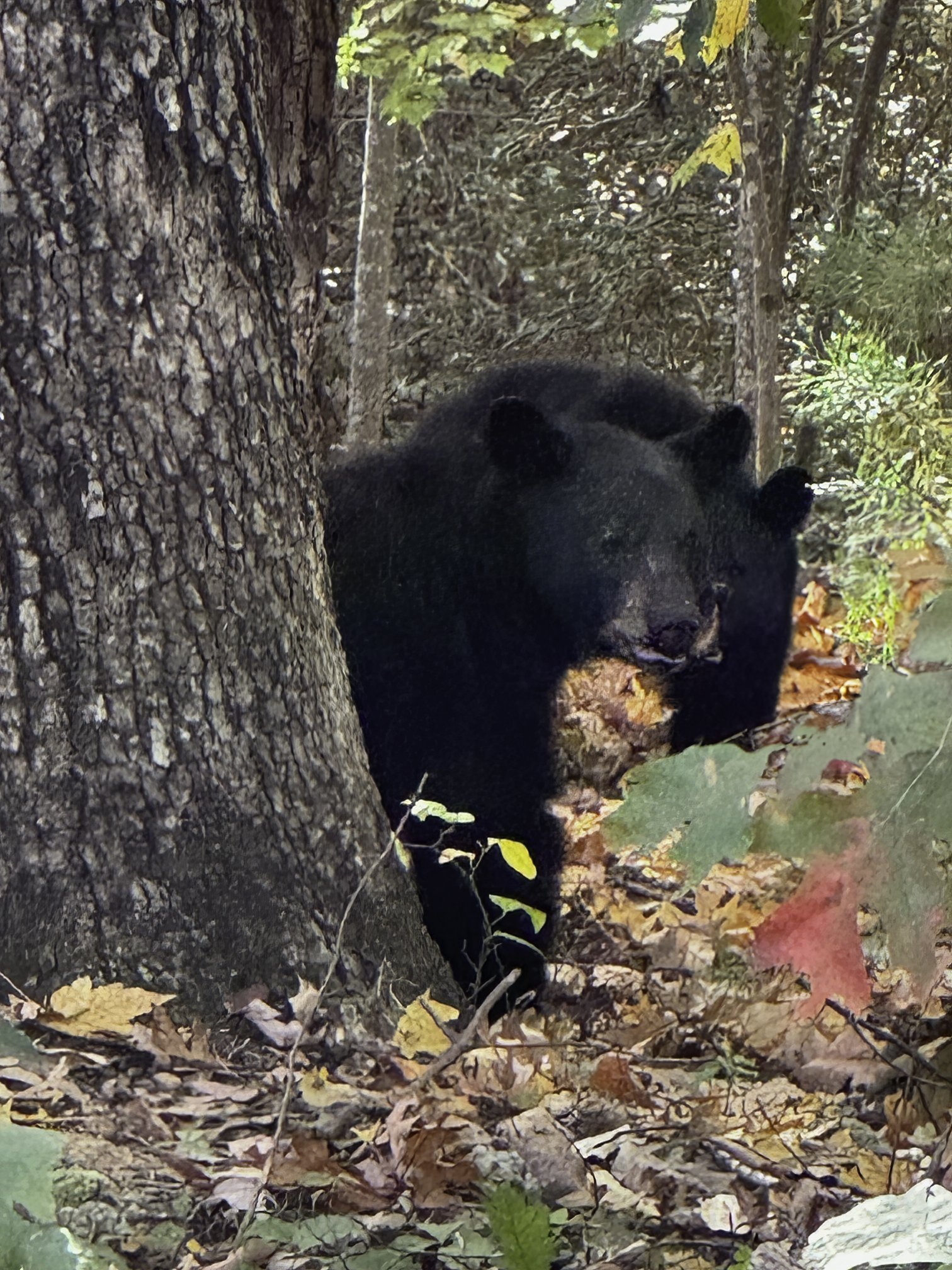 A black bear walking on leaf-covered ground in a forested area with trees and foliage.