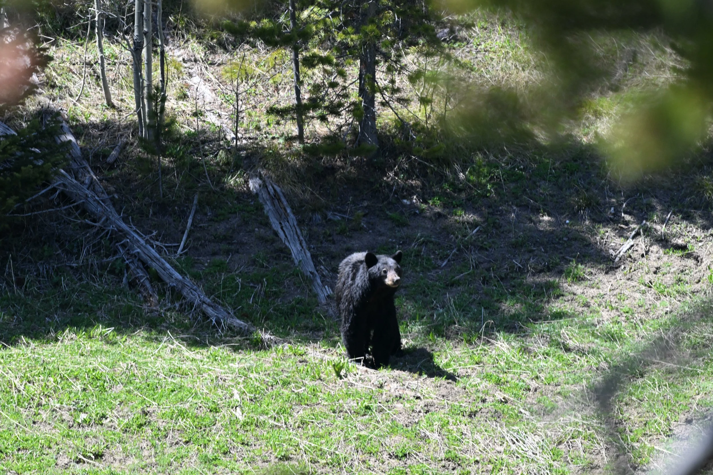 A bear standing on green grass in a wooded area with trees and shrubs, partially shadowed by surrounding foliage.