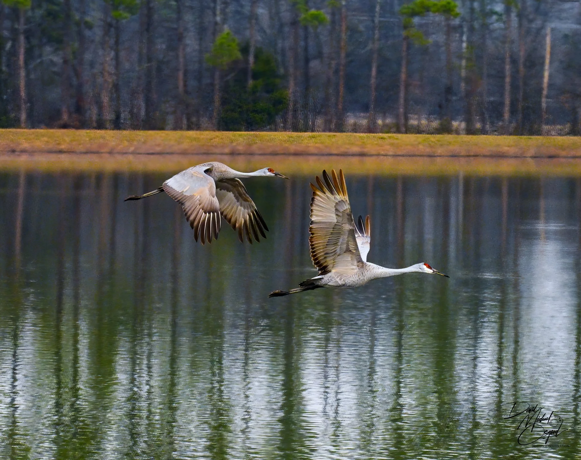 Two herons flying low over a calm lake with a forested shoreline in the background.