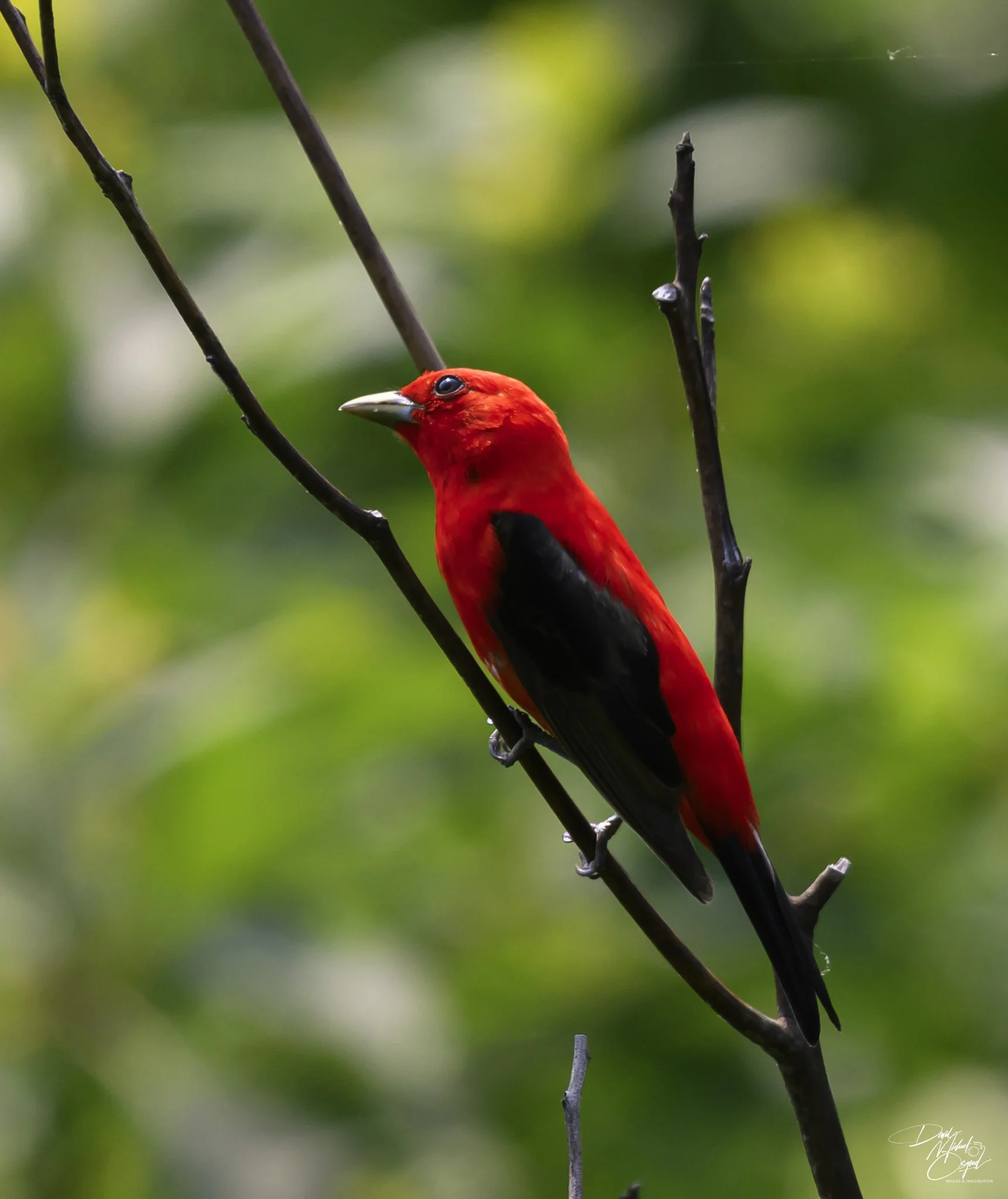 A bright red bird with black wings perched on a thin branch in a green, blurred natural background.