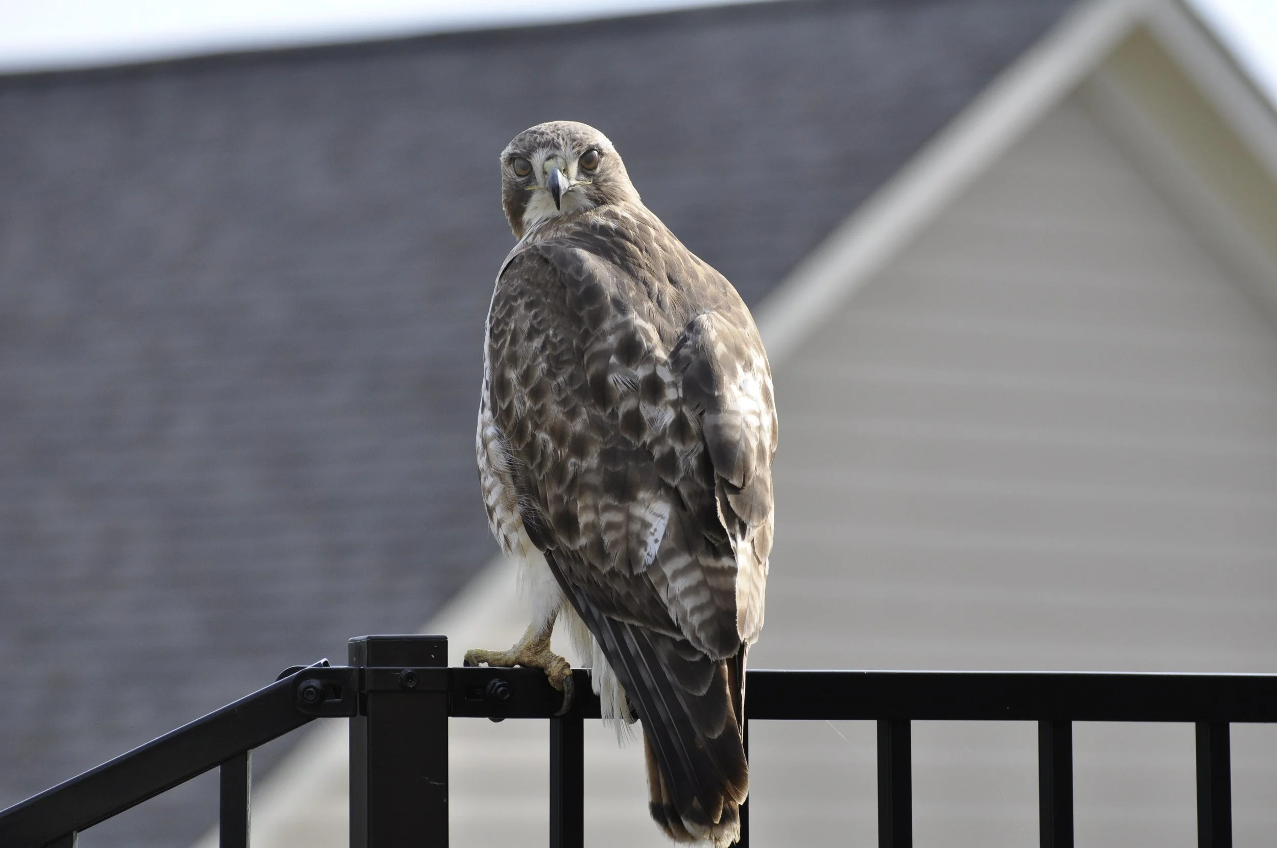 A hawk perched on a black metal railing with a grey roof and white wall in the background.