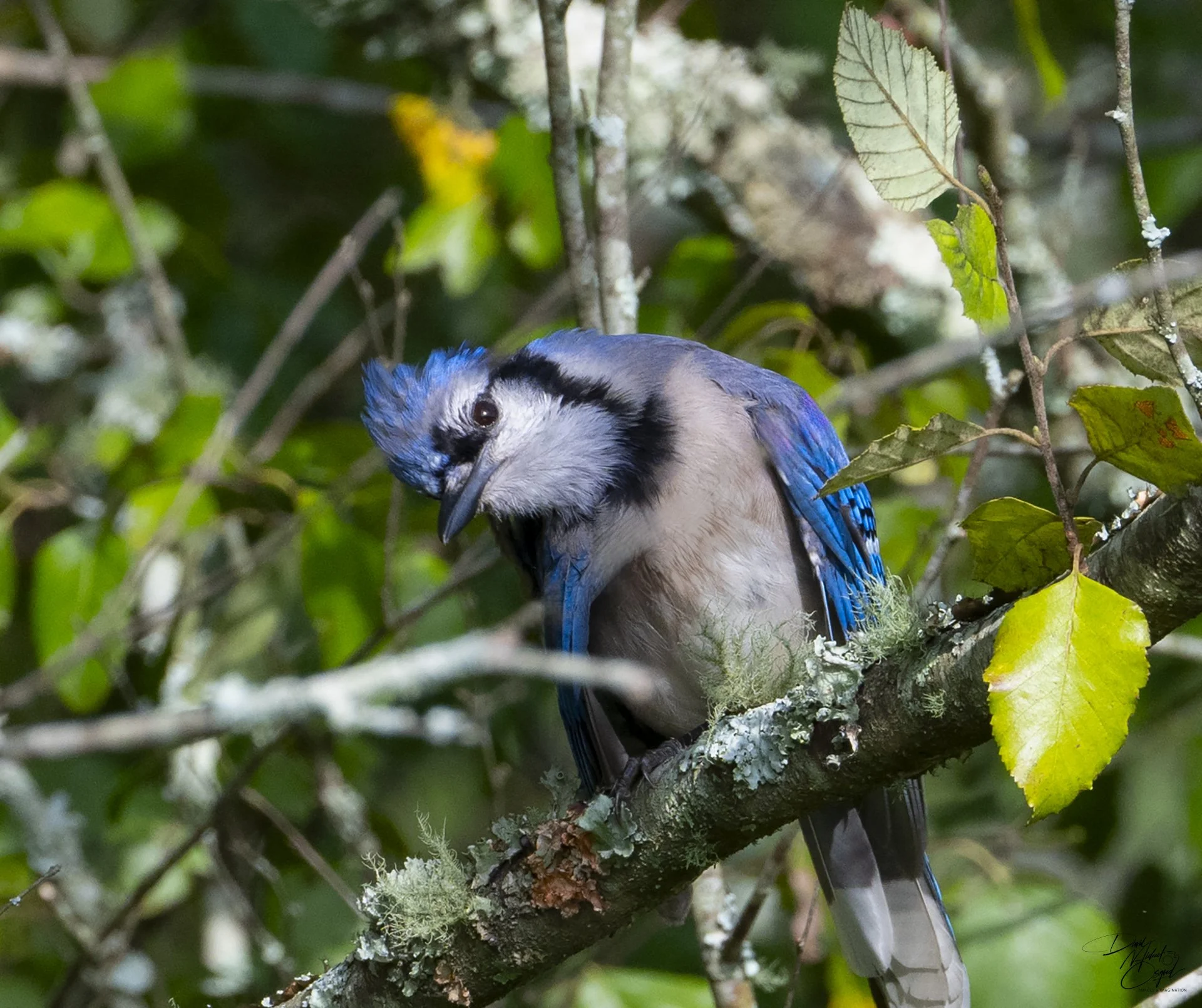 A close-up photo of a blue and gray bird perched on a tree branch surrounded by green leaves.