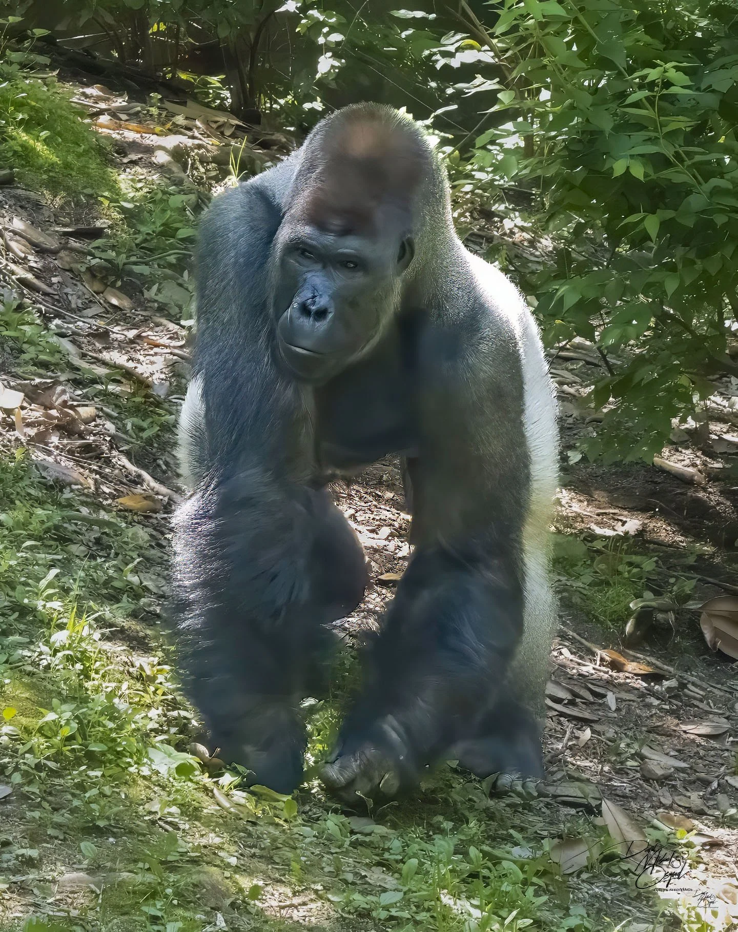 mountain gorilla copy.jpg