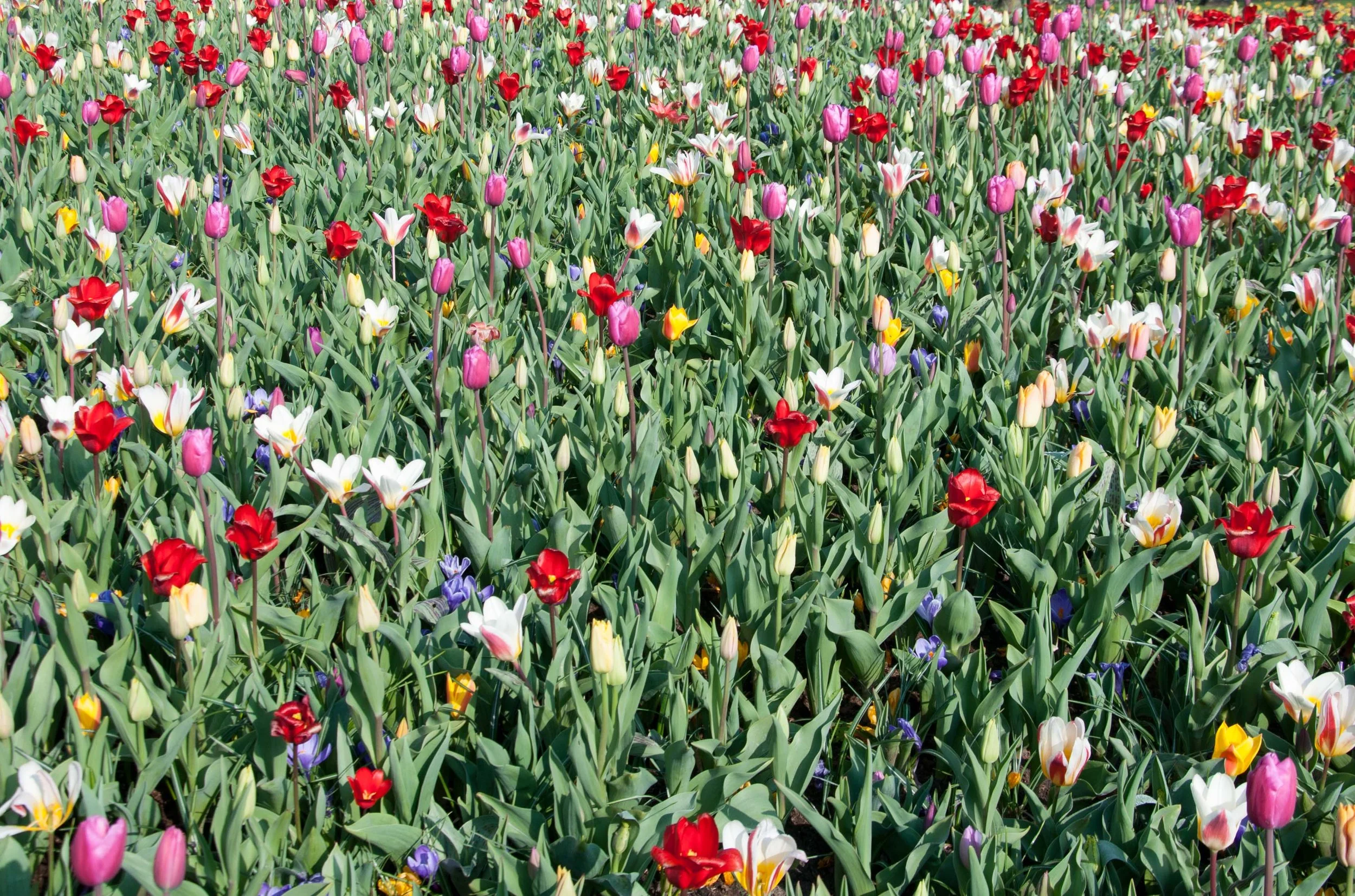 A colorful field of tulips in various shades of red, pink, white, yellow, purple, and orange.