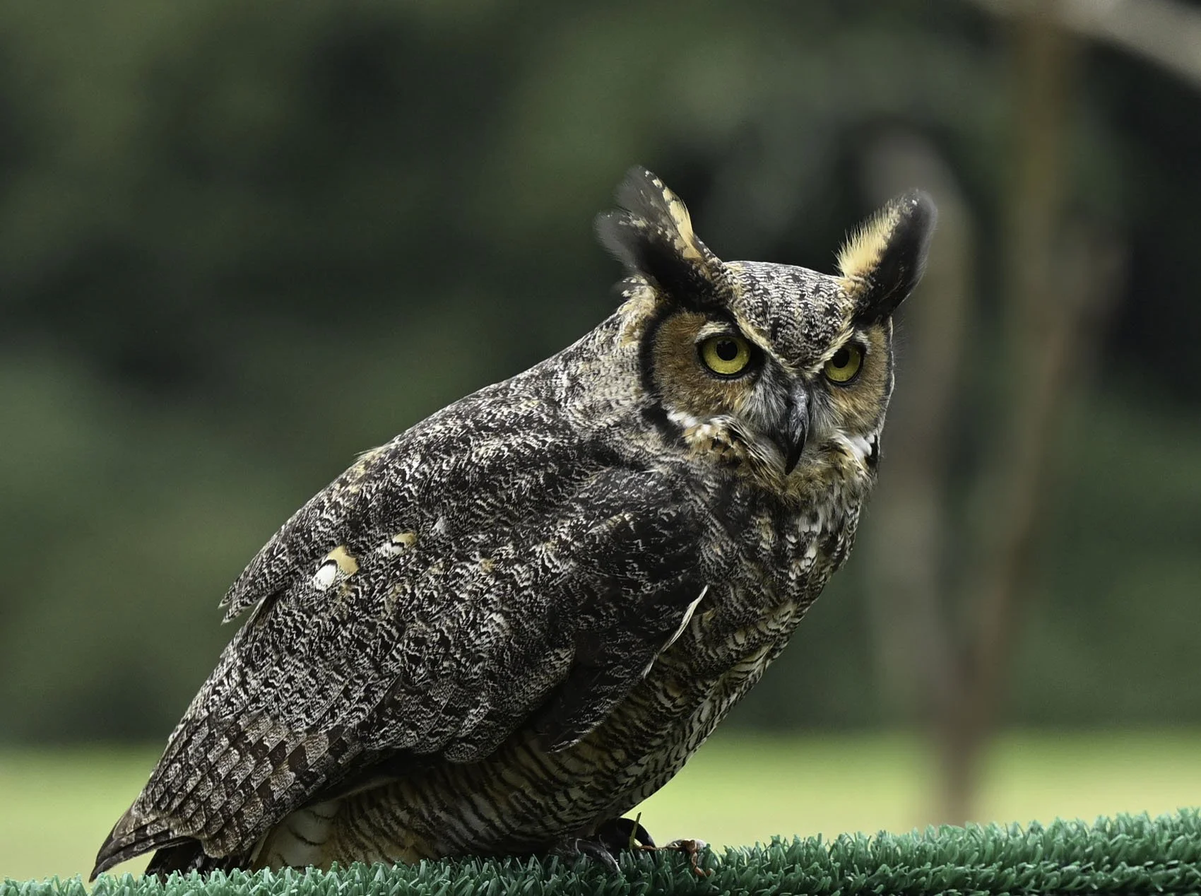 A detailed image of a large owl with yellow eyes, perched on a surface with a blurred green background.