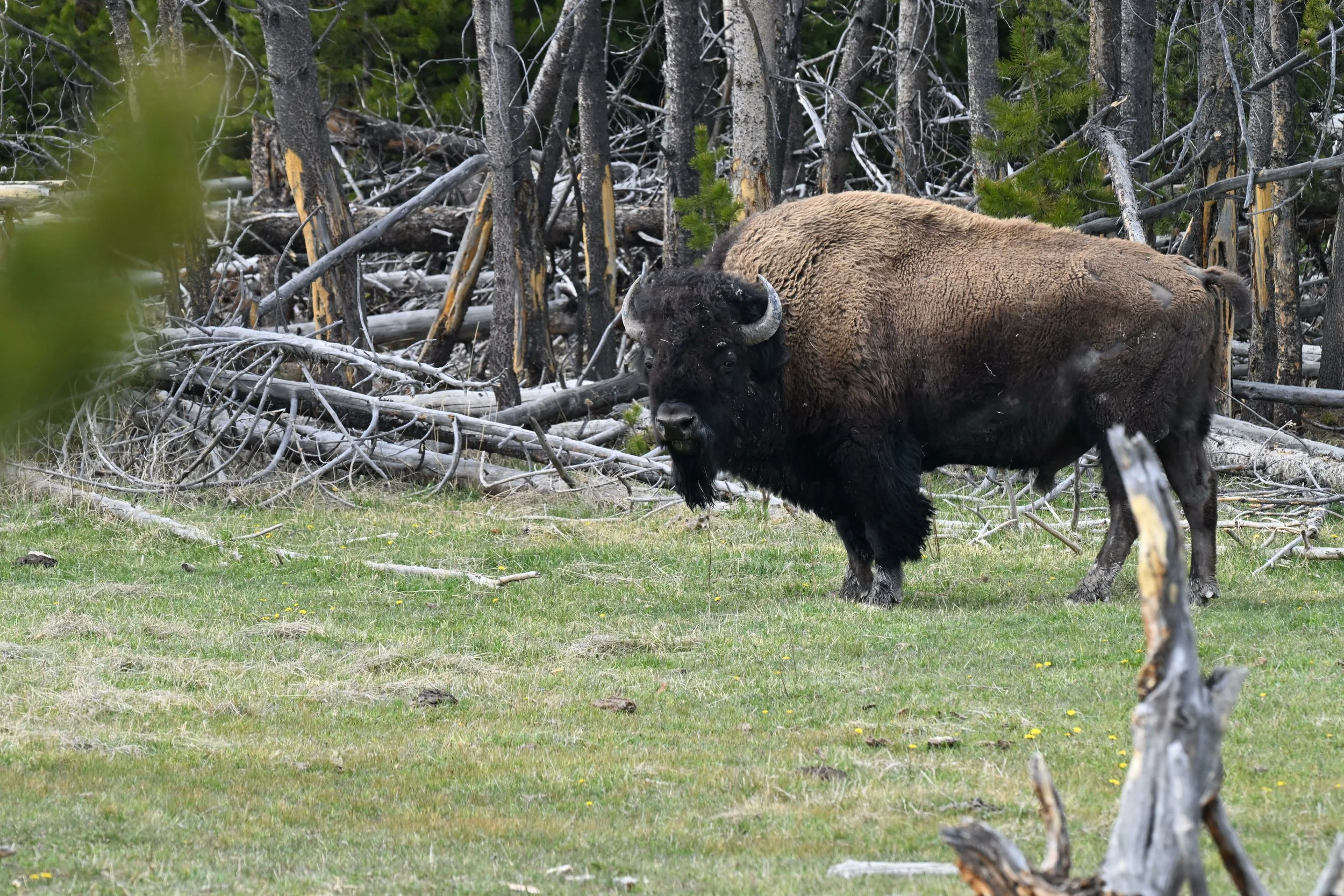 A bison grazing on grass in a forest clearing with fallen branches and trees in the background.