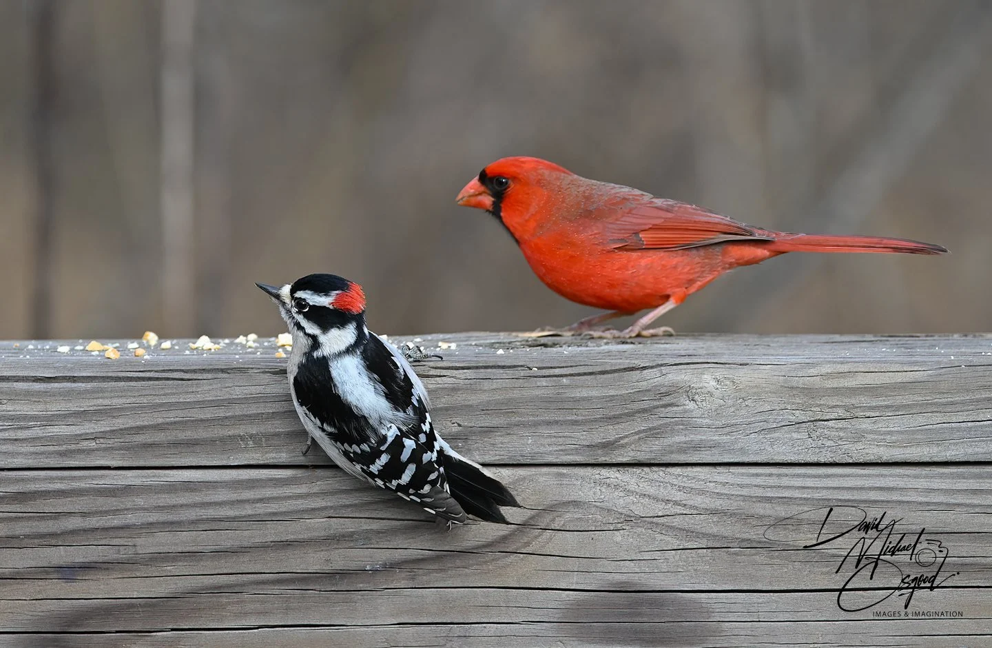 A red cardinal bird and a black and white woodpecker perched on a wooden surface with scattered seeds.