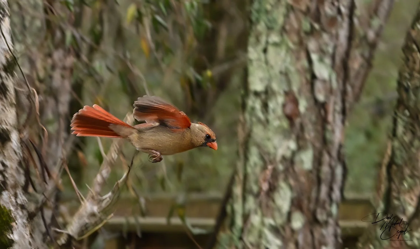 A small bird with brown and reddish feathers in flight near a tree trunk, with a blurred background of a forest.