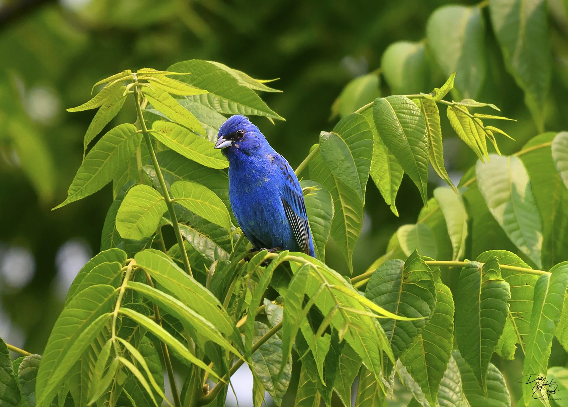 A vibrant blue bird perched among green leaves on a tree branch.