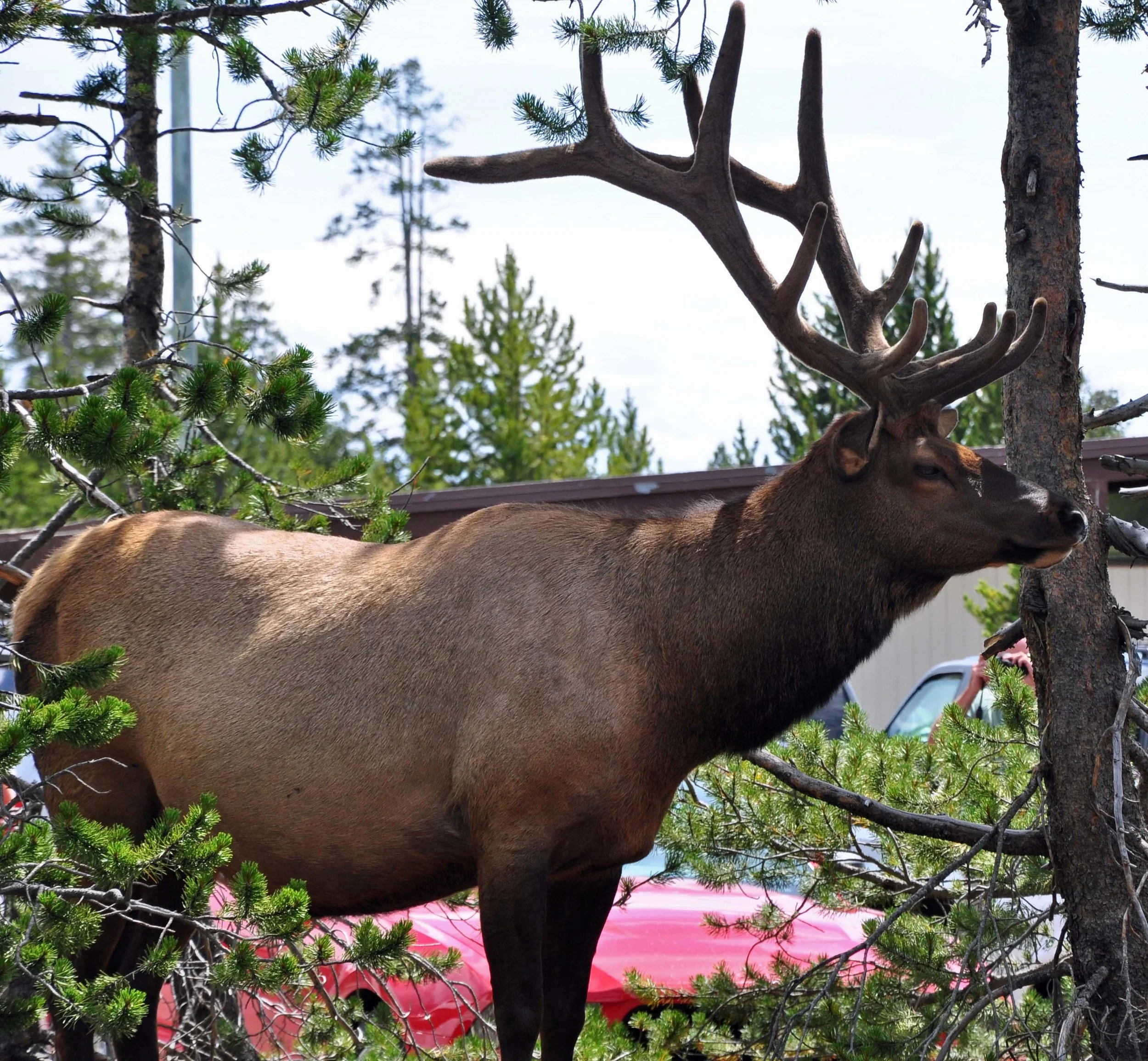 View of a deer with large antlers resting among green pine tree branches, with a colorful sunset sky in the background.