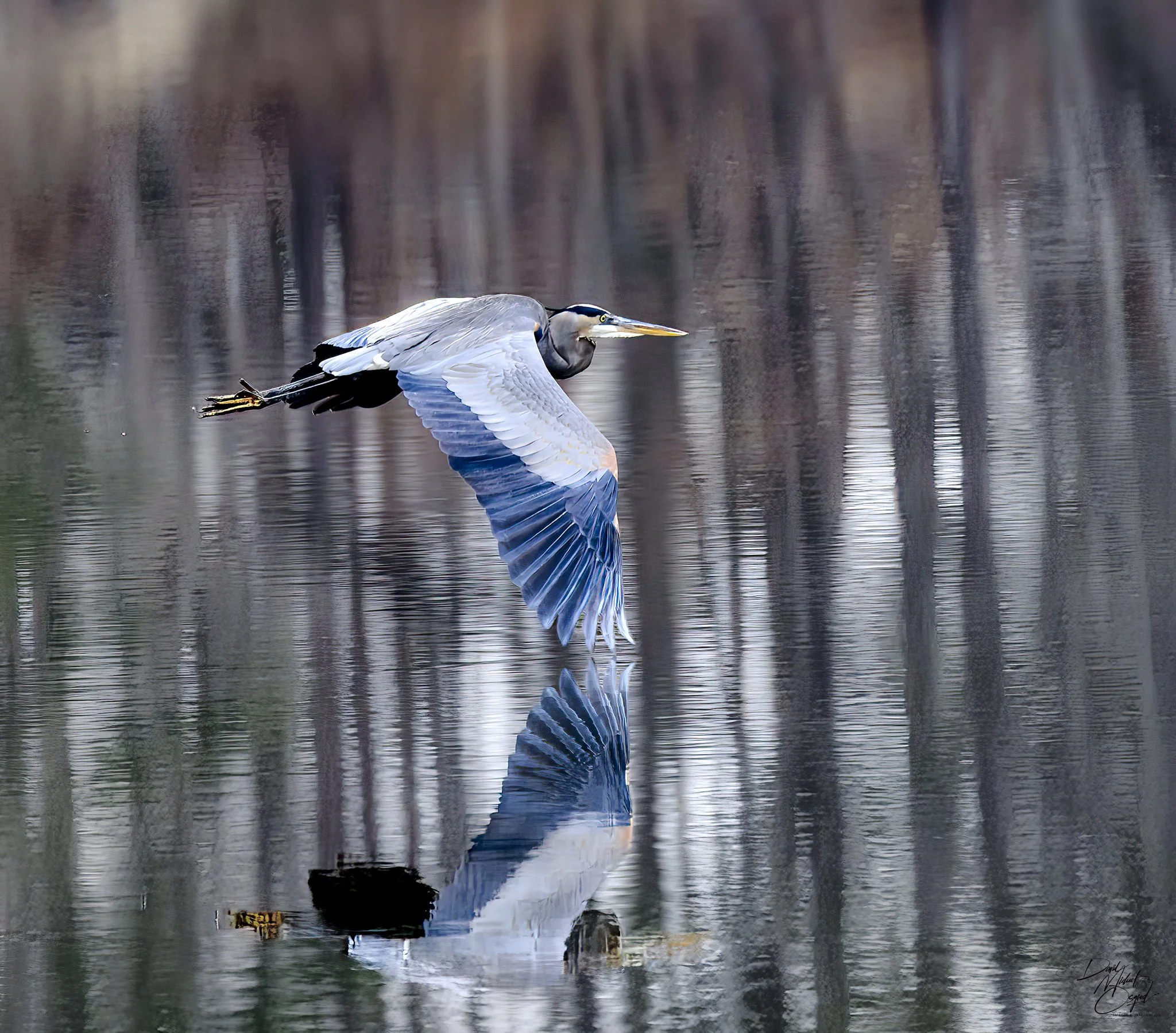 A heron flying low over a calm body of water, with reflections of trees and sky on the surface.