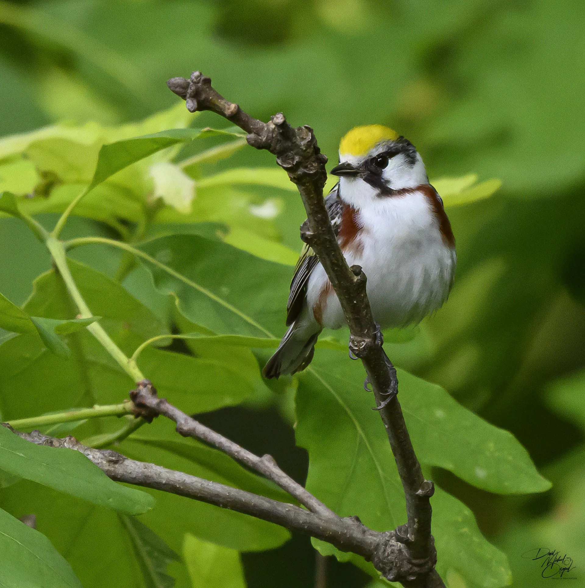 A small bird with a yellow crown, black and white face, black and blue wings, and chestnut-colored body perched on a thin branch surrounded by green leaves.