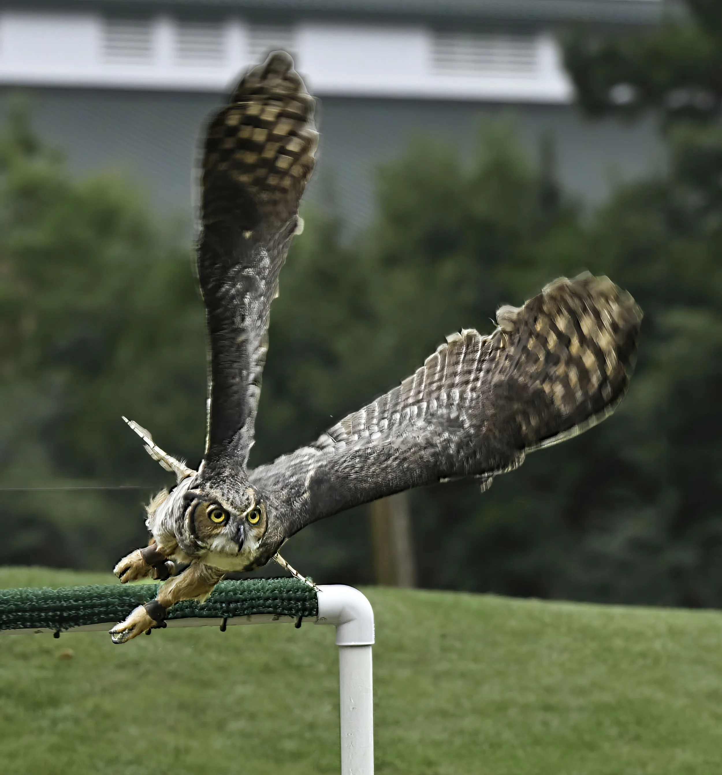 An owl balancing on a narrow agility perch with a green grass surface underneath and a blurred background.