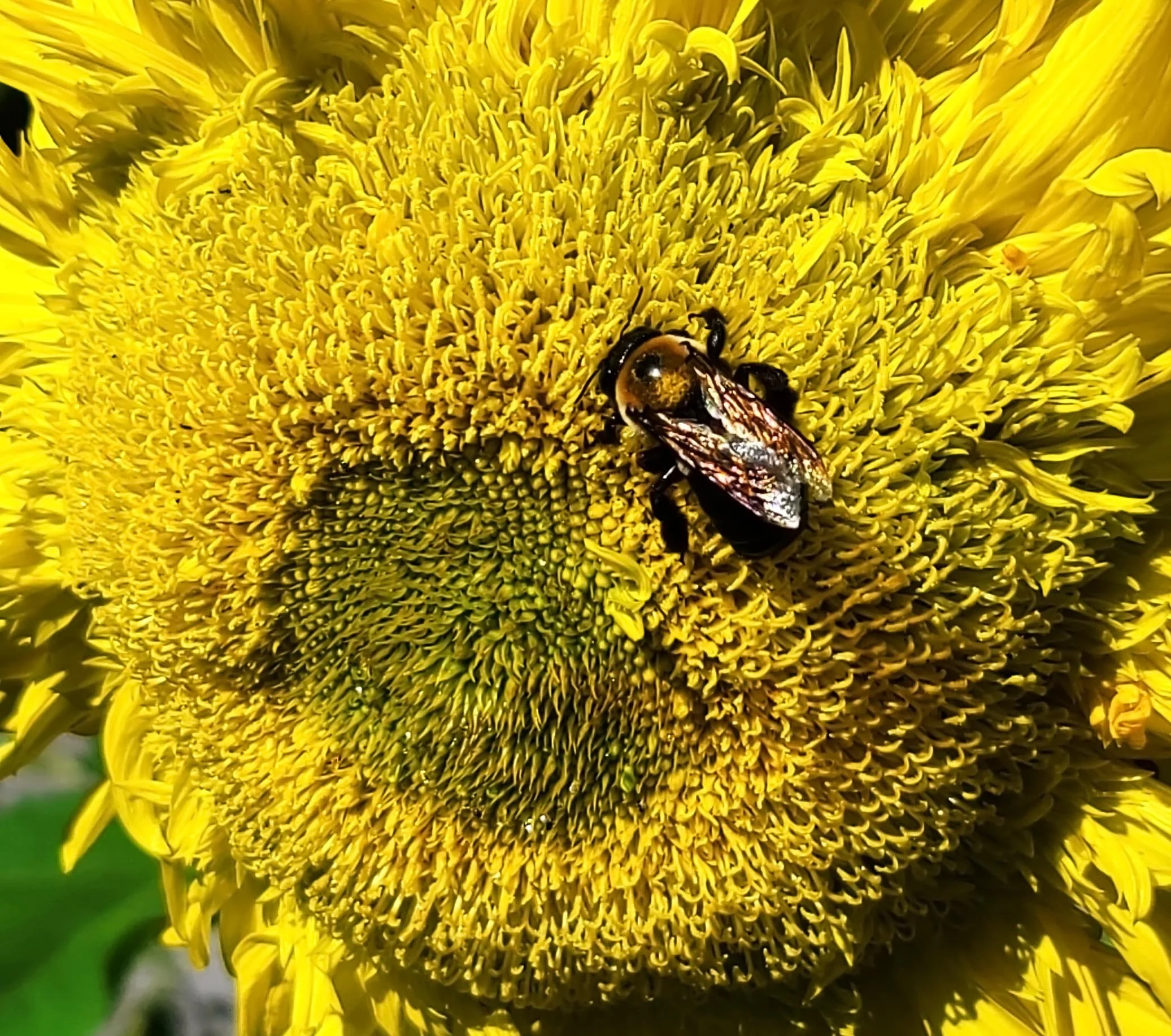 Close-up of a yellow sunflower with a bee collecting nectar.