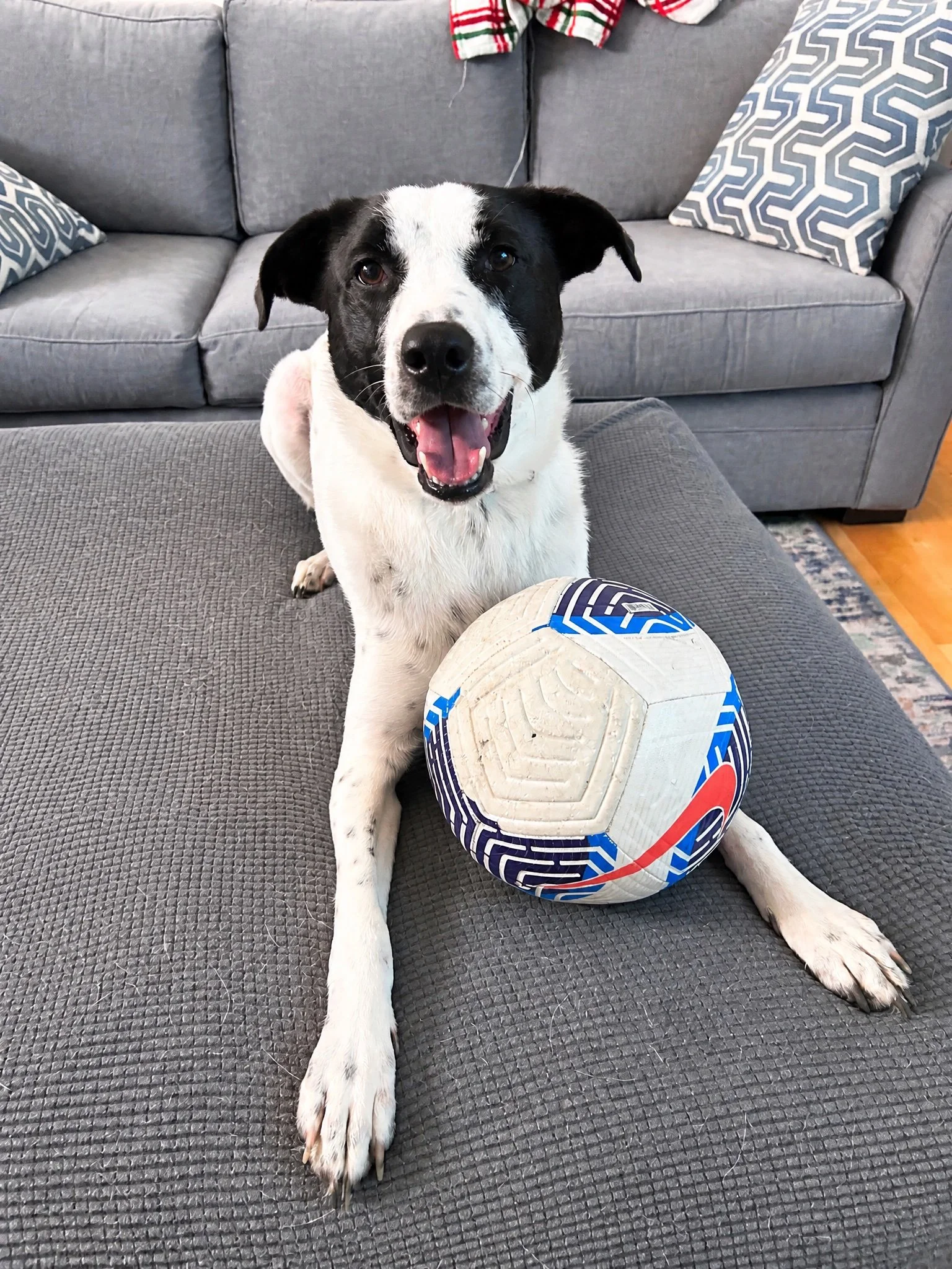 A black and white dog sitting on a couch with a soccer ball in front of it, smiling with an open mouth, surrounded by decorative pillows.