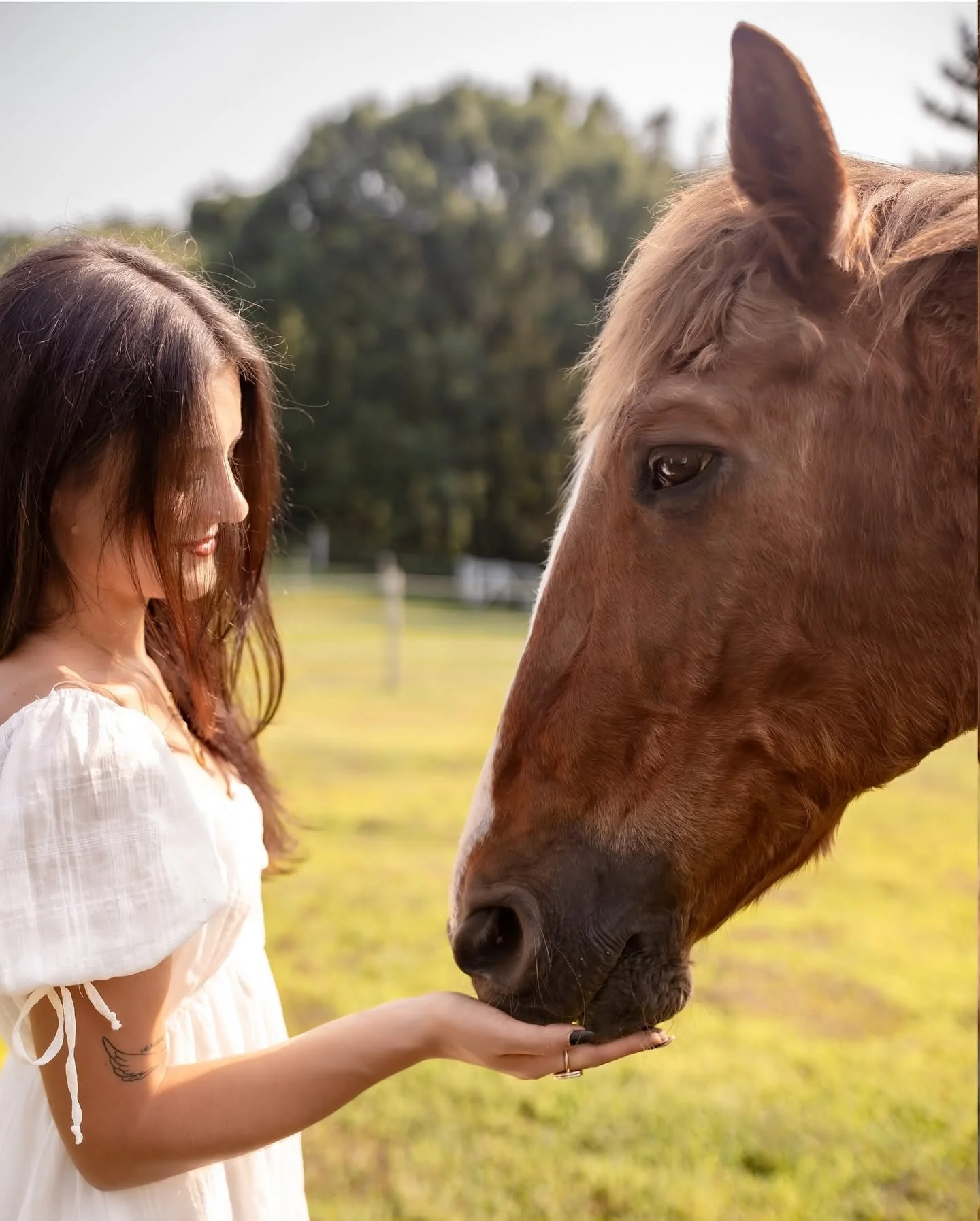 horse.jpg