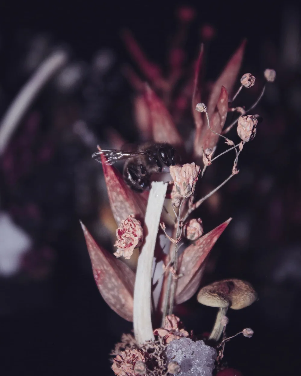 Création Amaginarium associant une abeille, un ossement, des fleurs séchées et des minéraux