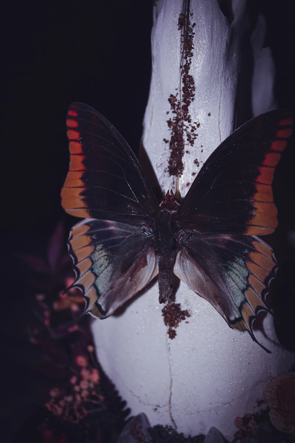 Pacha à deux queues (Charaxes jasius) aux ailes déployées sur un crâne blanc