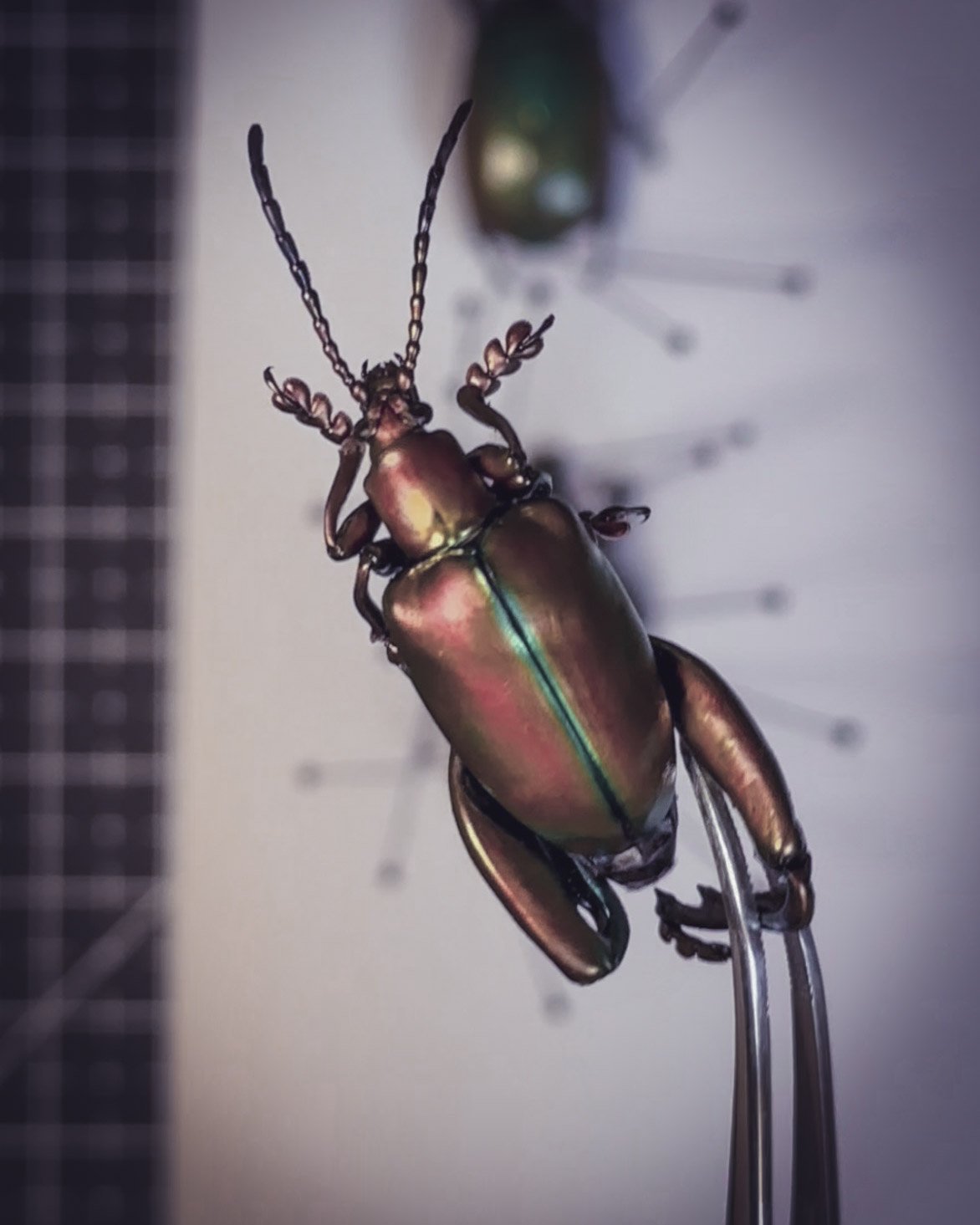 Un insecte métallique, probablement une scarabée, épinglé et placé sur une surface blanche pour l'observation, avec un fond flou de silhouette d'insecte.