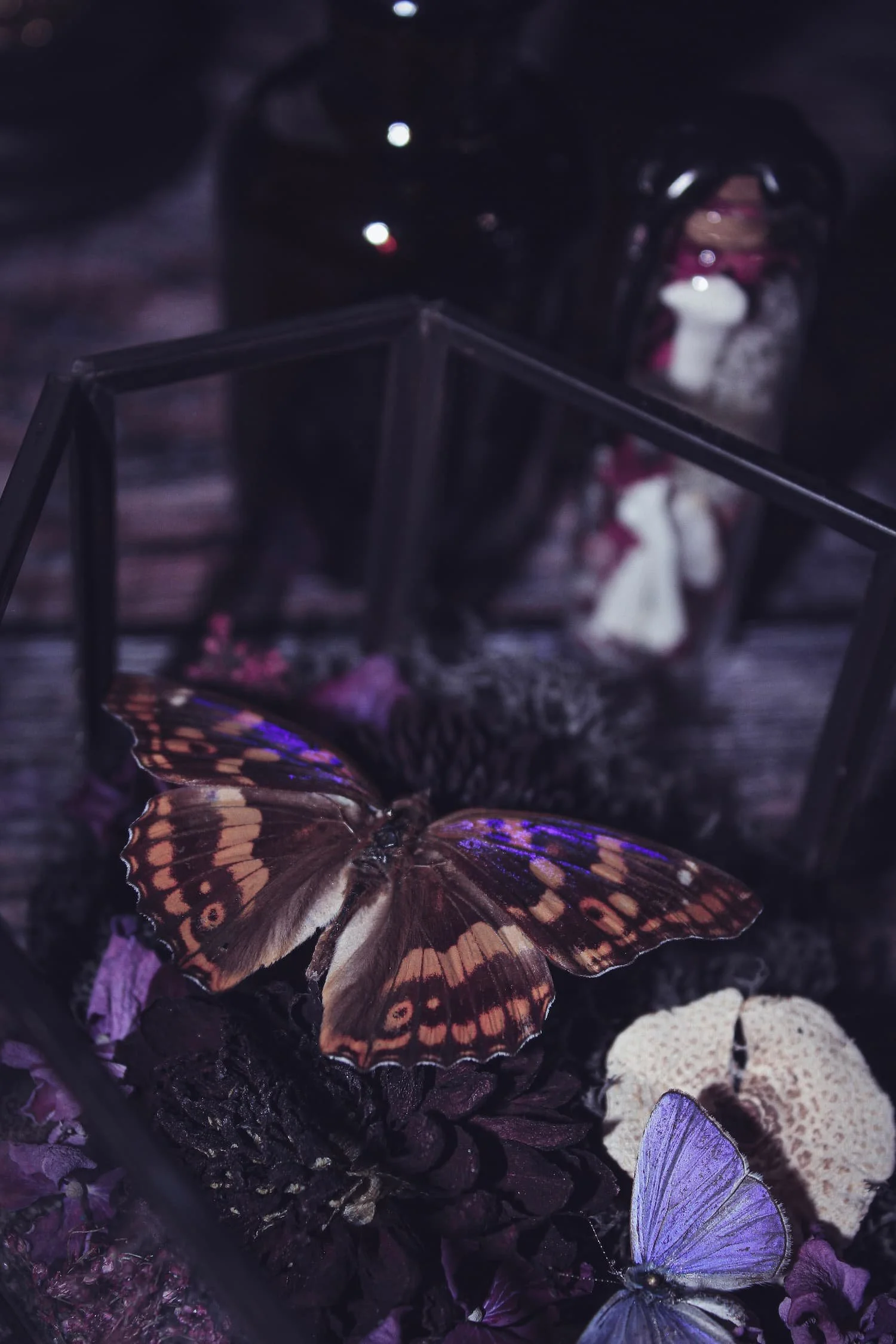 coffret-ouvert-papillons-orange-mauve-fleur-rose-amaginarium.jpg