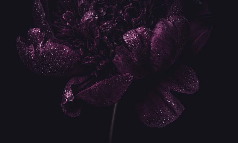 fleurs-violettes-gouttes-eau-amaginarium.jpg