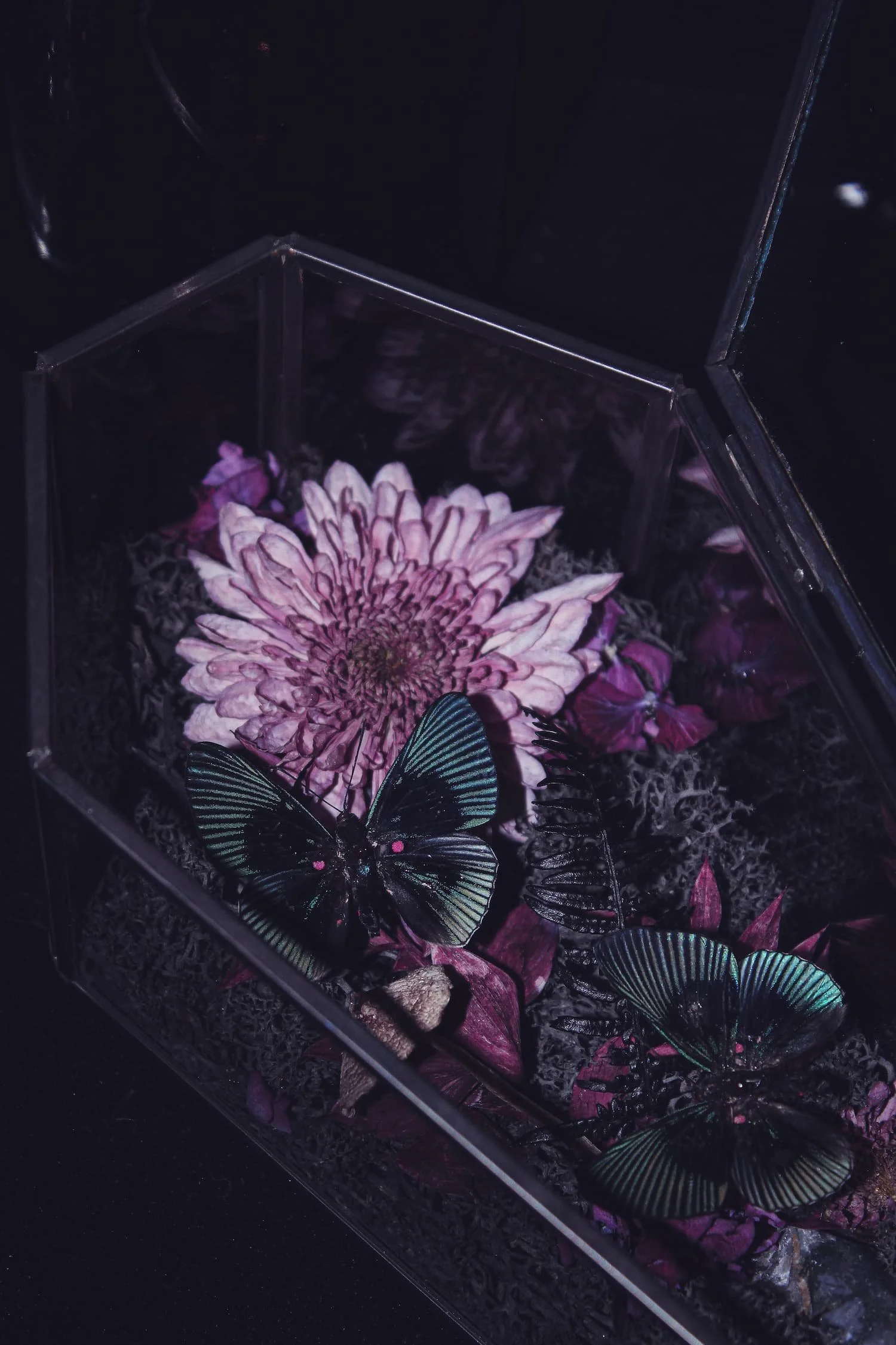 coffret-ouvert-papillons-turquoise-fleur-rose-amaginarium.jpg