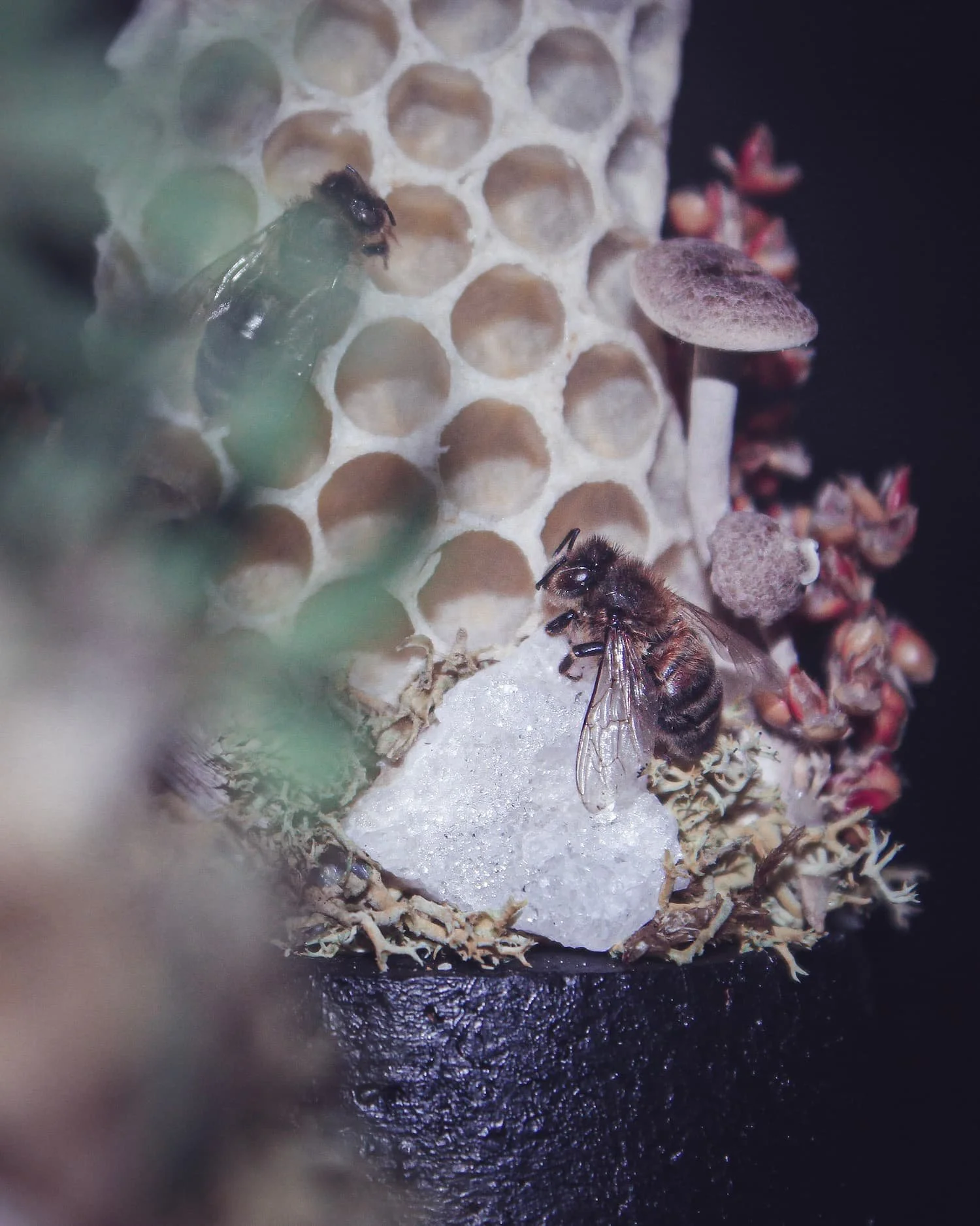 abeilles-alveoles-cire-champignon-vegetaux-amaginarium.jpg