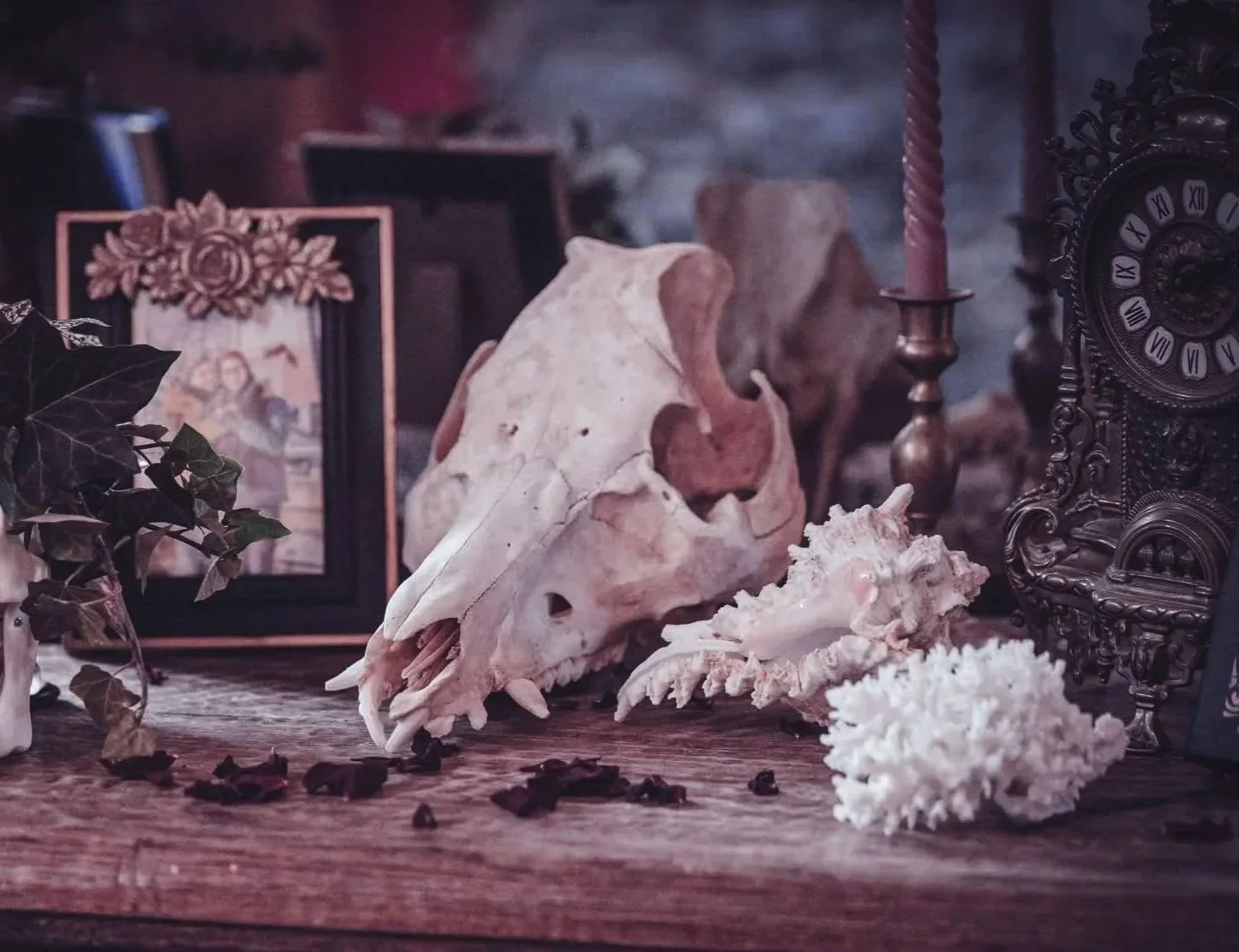 bannière-decor-cabinet-curiosite-crane-de-sanglier-coraux-coquillage.jpg