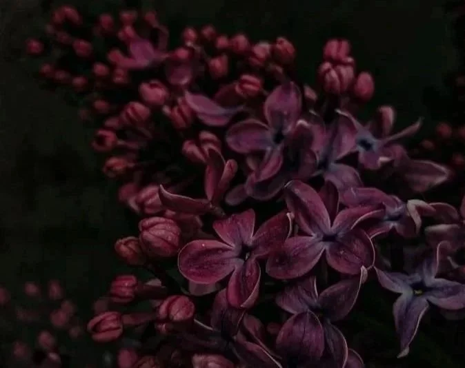 Branche de lilas pourpre