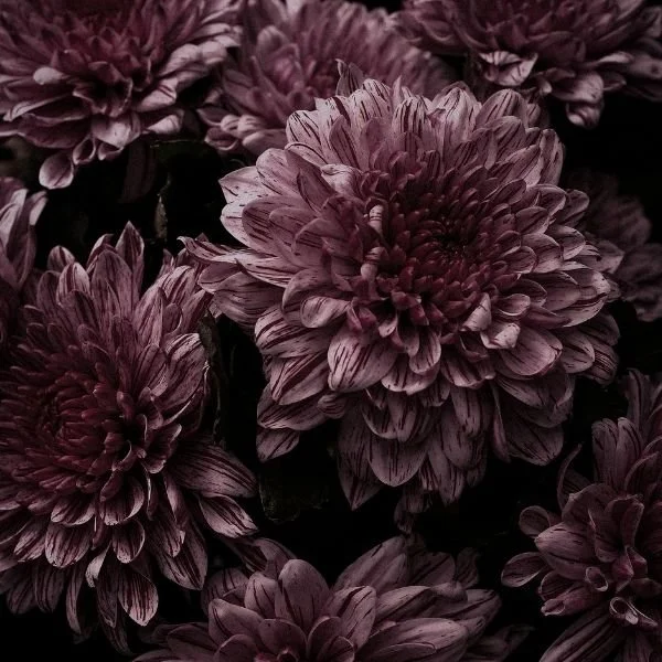 dahlia-rose-gros-plan-amaginarium.jpg