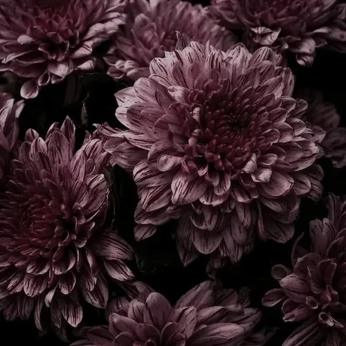 Gros plan sur des dahlias roses.