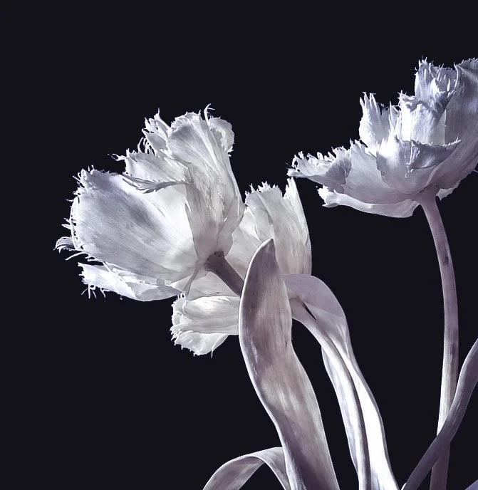 Deux tulipes blanches avec des fleurs déchirées ou frangées, sur fond noir.