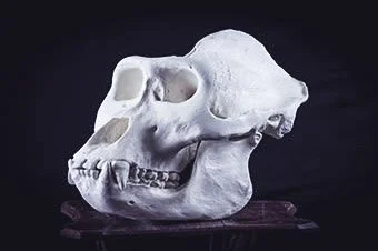 Crâne de mammifère, probablement un ours, blanc sur un fond noir.
