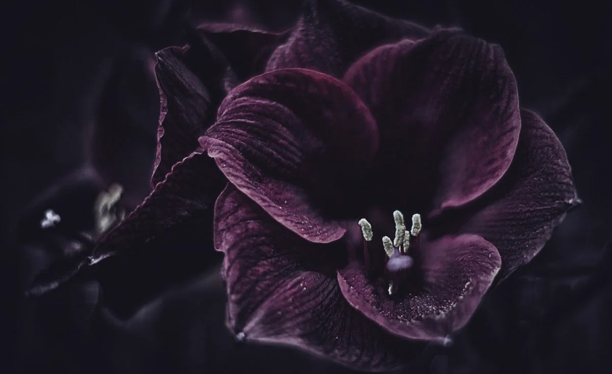 gros-plan-amaryllis-pourpre.jpg