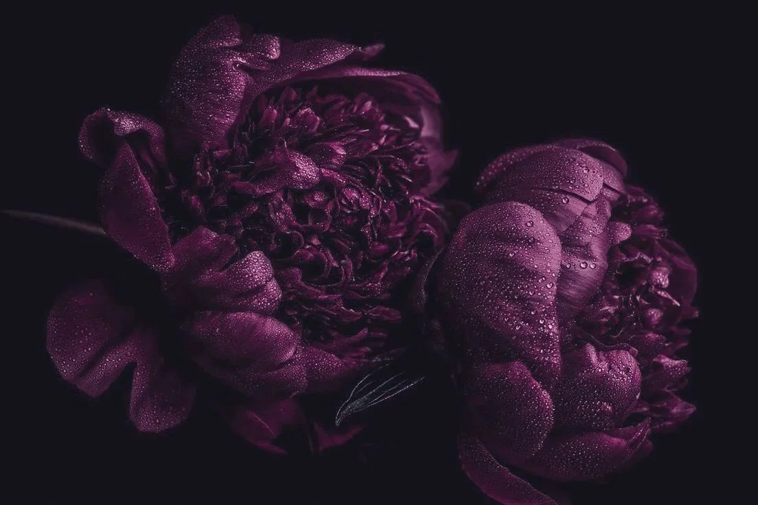 fleurs-violettes-detail-fond-noir.jpg